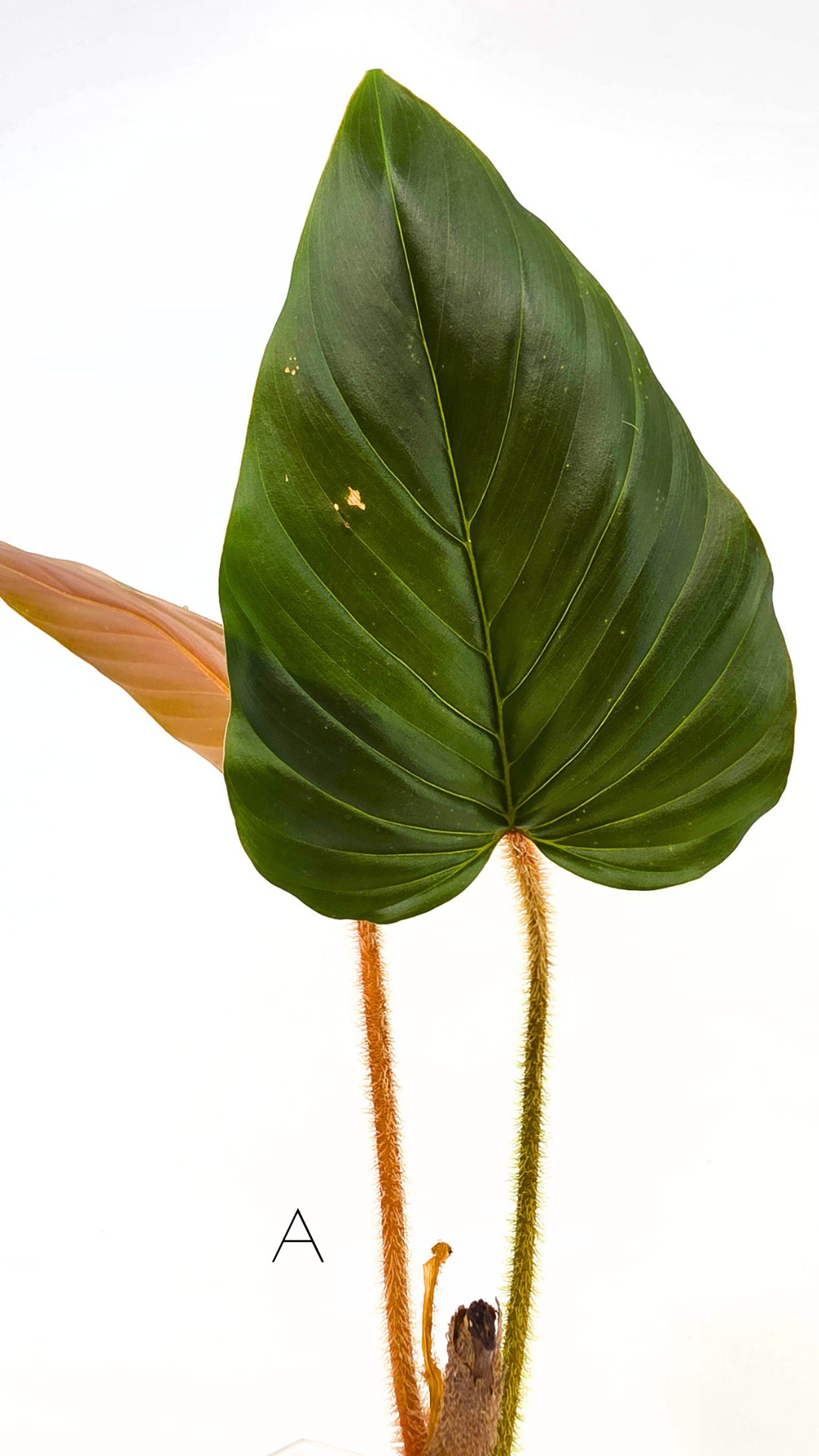 palm areca plant Dypsis lutescens