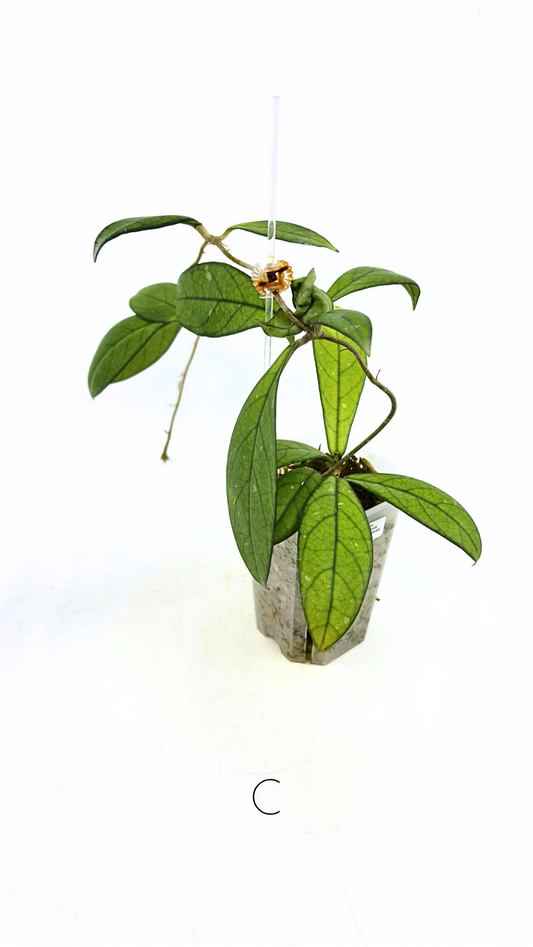 Rare waxplant Hoya Hainanensis Da Nang Vietnam available for sale at rare indoor plant shop The Leaf Gallery in Perth, Western Australia