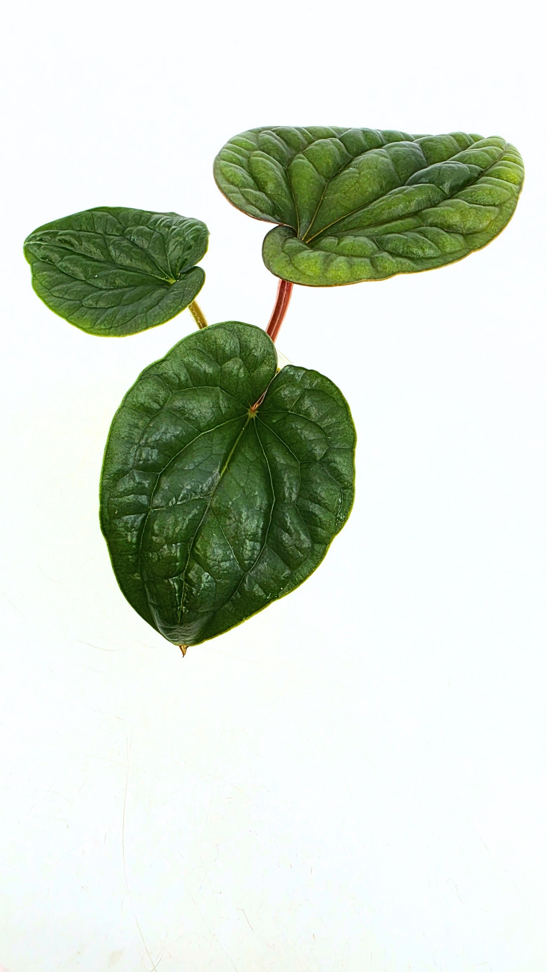 Rare indoor plant Anthurium Luxurians available for sale at rare house plant shop The Leaf Gallery in Perth, Western Australia