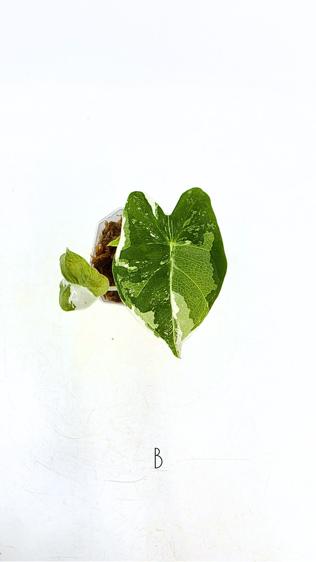 Rare indoor plant Alocasia Frydek Variegated available for sale at rare house plant shop The Leaf Gallery in Perth, Western Australia