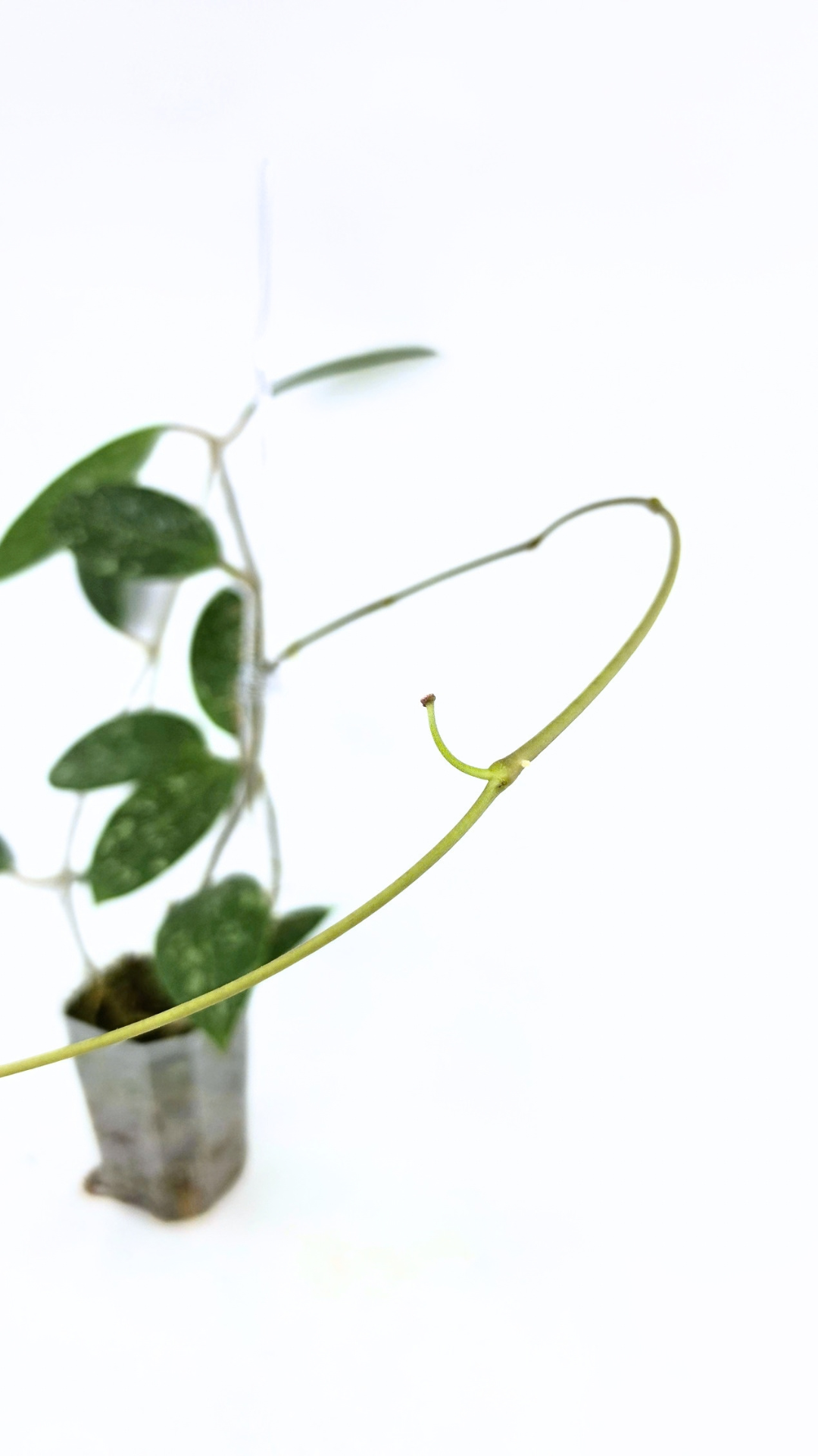Rare waxplant Hoya sp Para Splash available for sale at rare indoor plant shop The Leaf Gallery in Perth, Western Australia