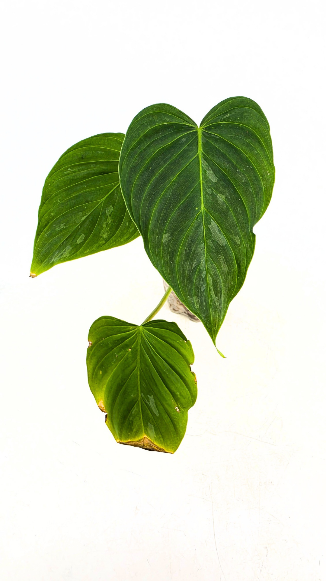 Rare indoor plant Philodendron Majestic available at rare plant shop The Leaf Gallery in Perth, Western Australia