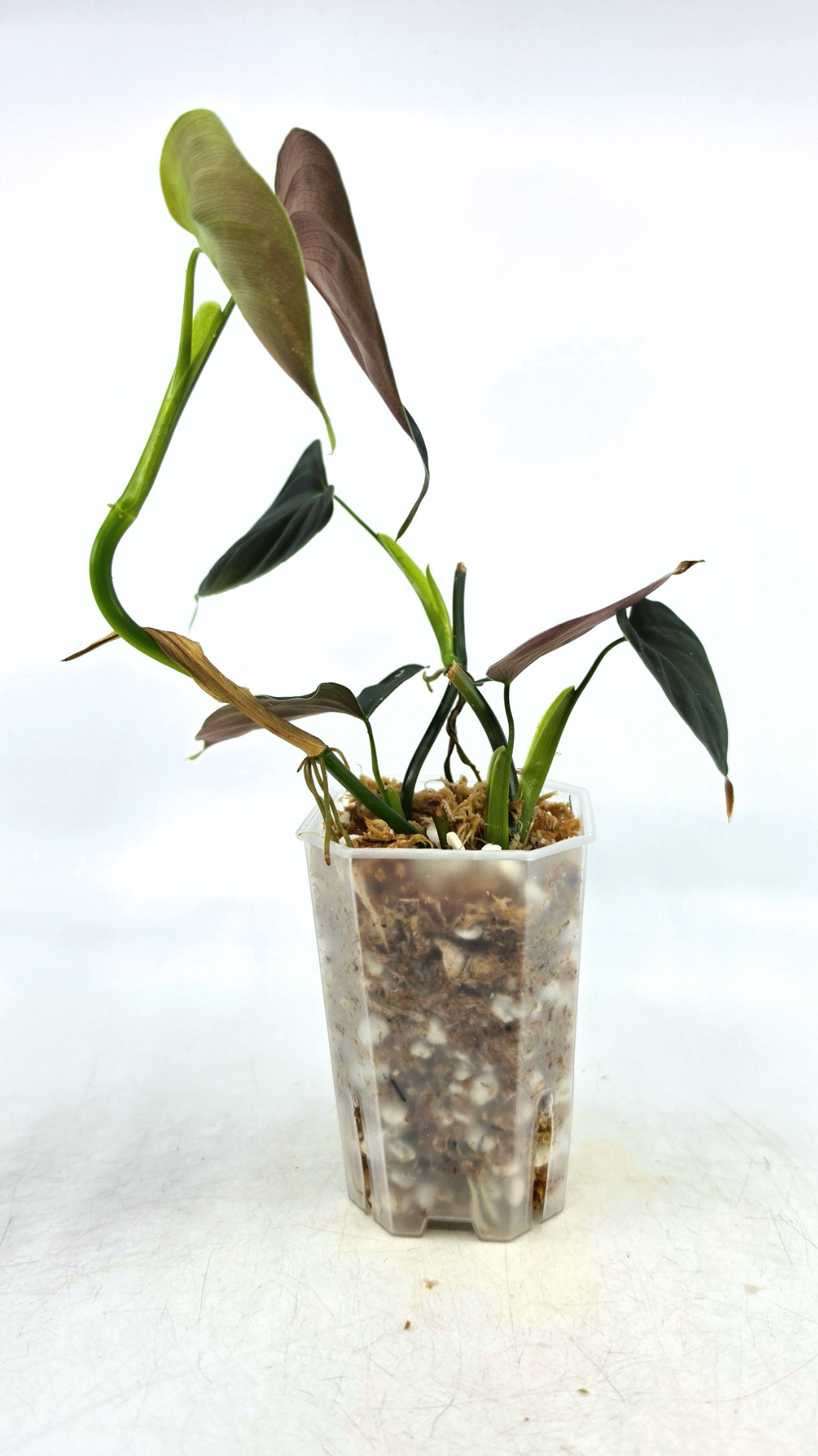 Rare indoor plant Philodendron Lupinum available for sale at rare house plant shop The Leaf Gallery in Perth, Western Australia