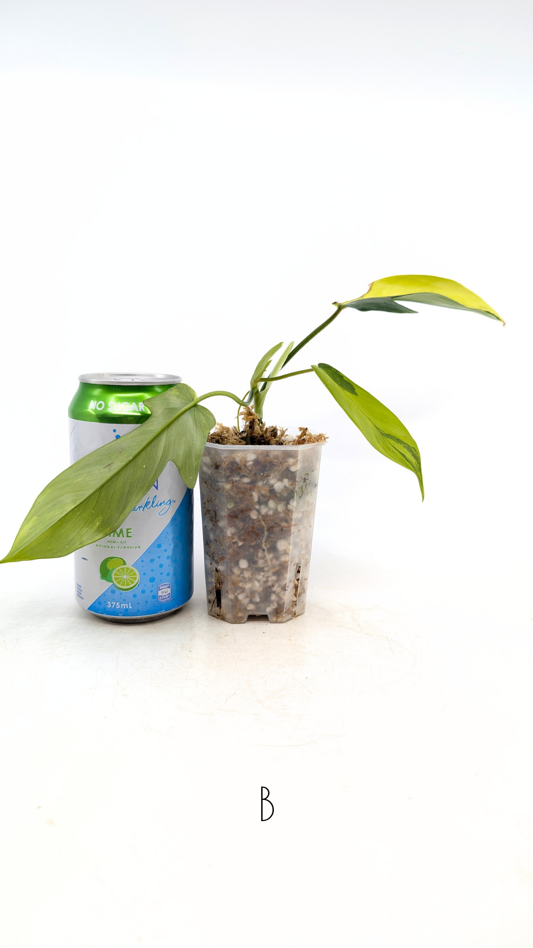 Rare indoor plant Philodendron Florida Beauty Varigated available at rare plant shop The Leaf Gallery in Perth, Western Australia