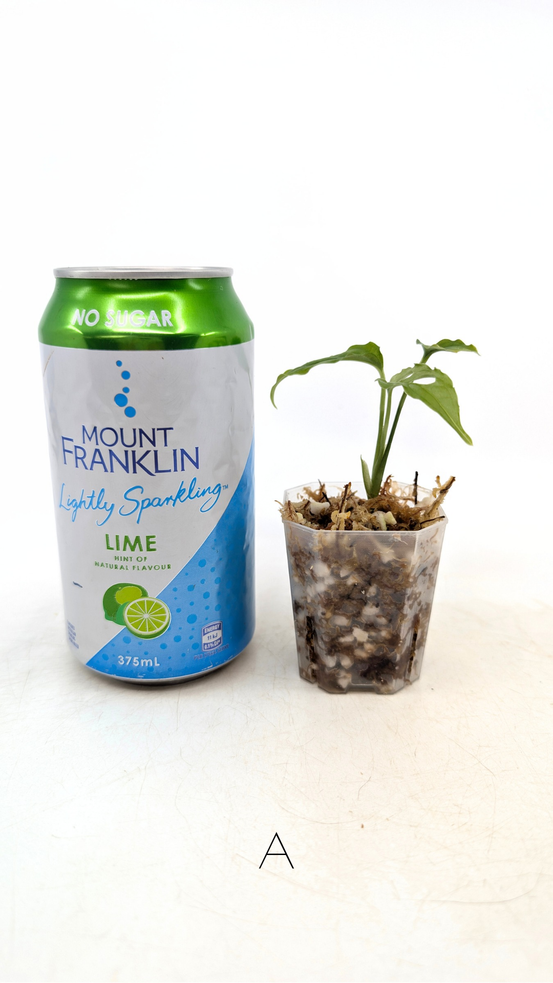 Rare indoor plant Monstera Obliqua Peru available for sale at rare house plant shop The Leaf Gallery in Perth, Western Australia