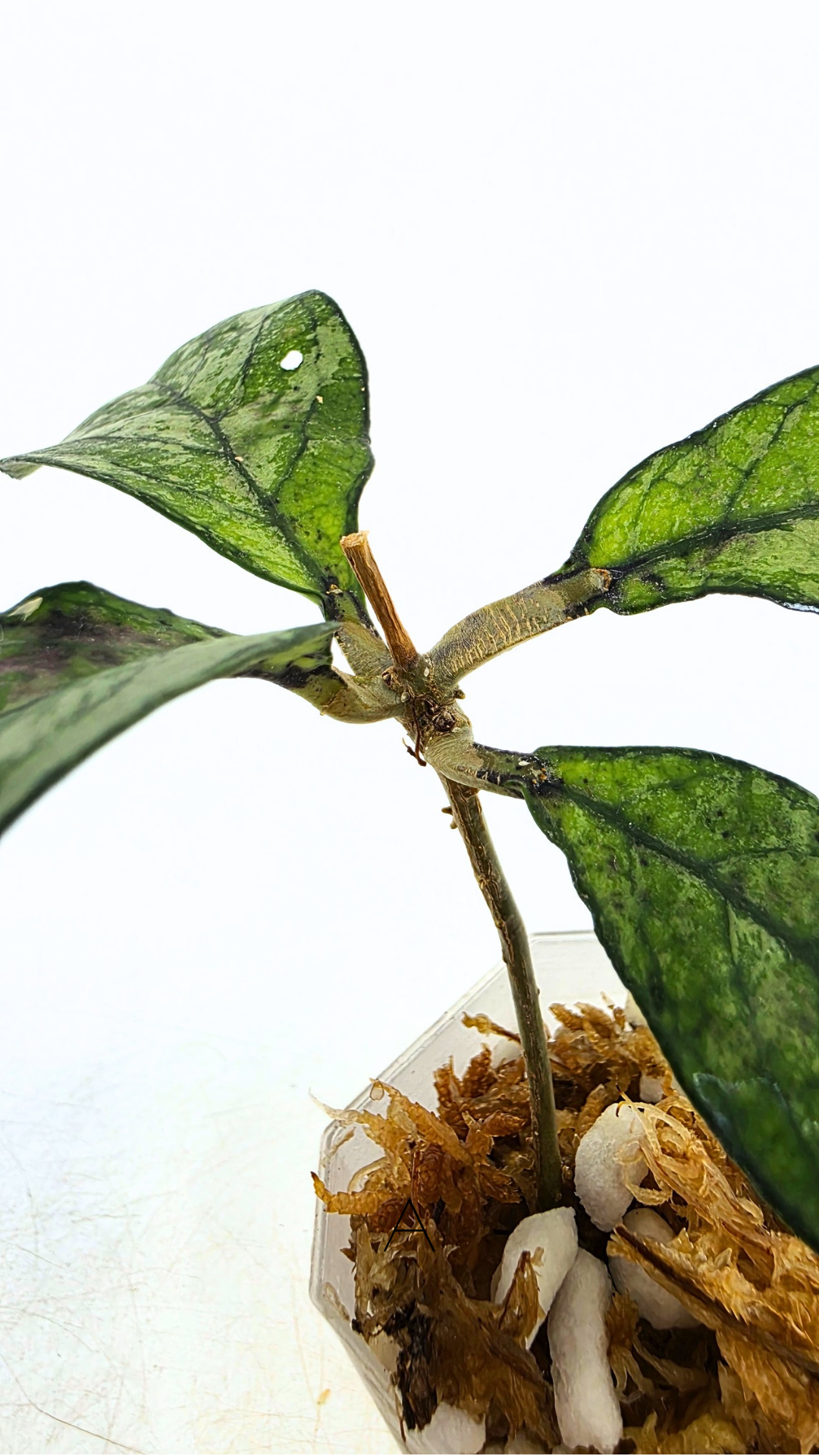 Rare Hoya Crassipetiolata Splash available for sale at rare plant shop The Leaf Gallery in Perth, Western Australia