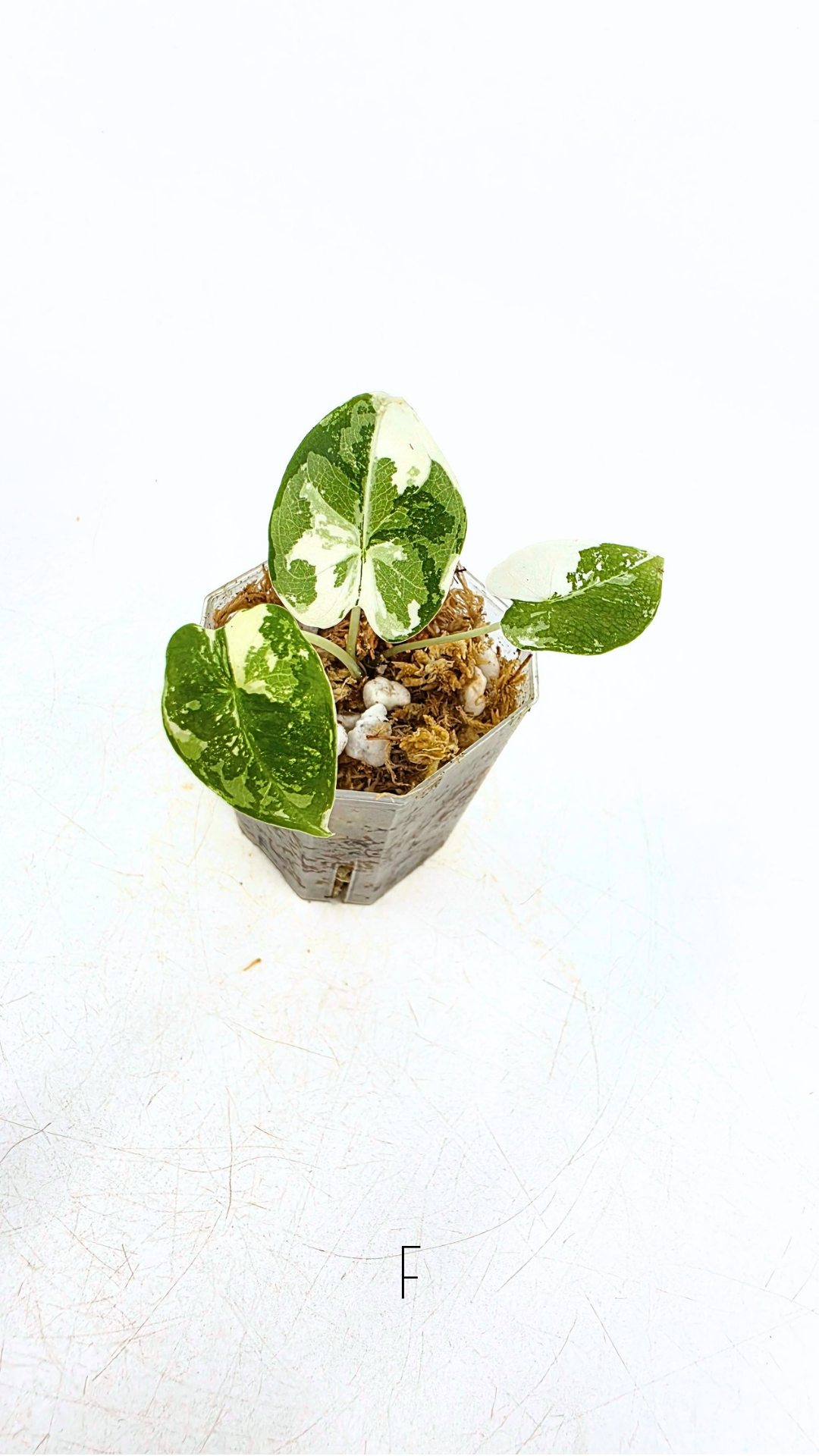 Rare indoor plant Alocasia Frydek Variegated available for sale at rare house plant shop The Leaf Gallery in Perth, Western Australia