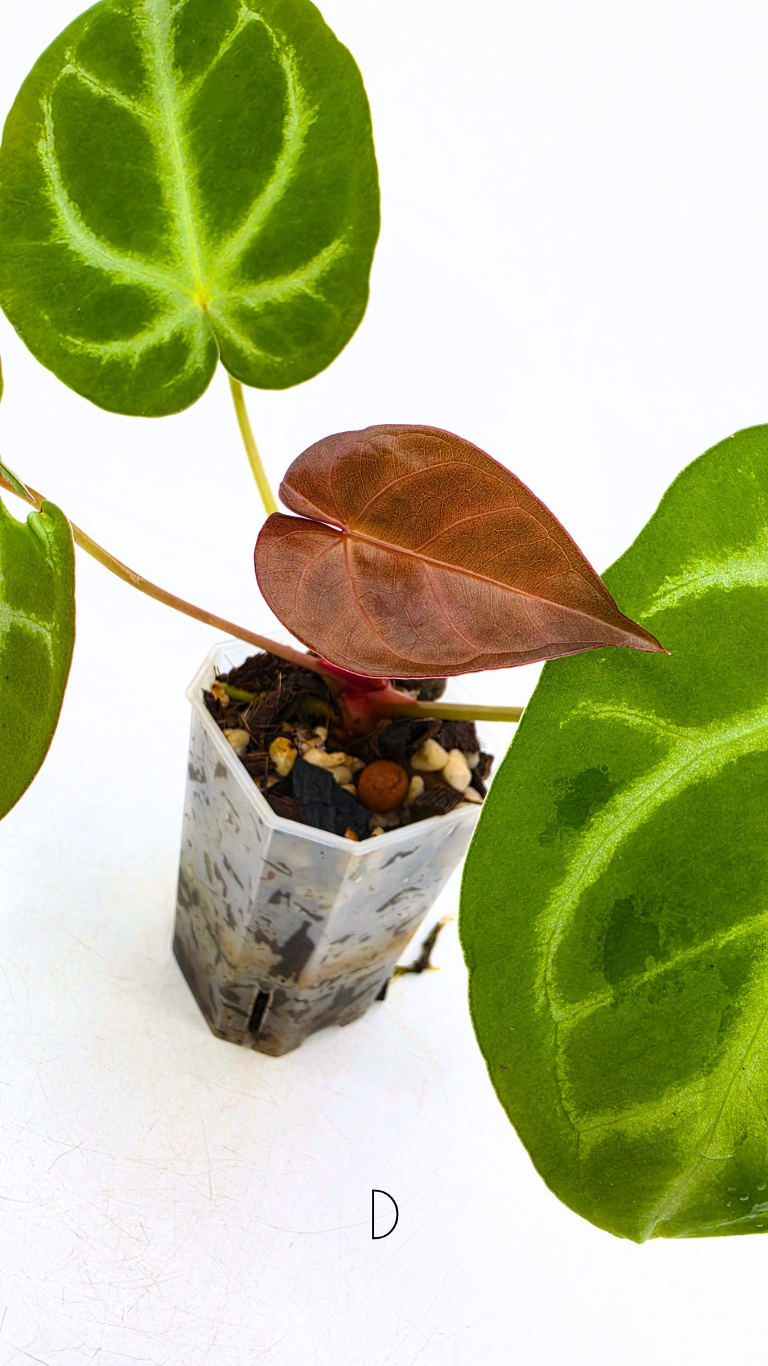 Rare indoor plant Anthurium Magnificum available for sale at rare house plant shop The Leaf Gallery in Perth, Western Australia