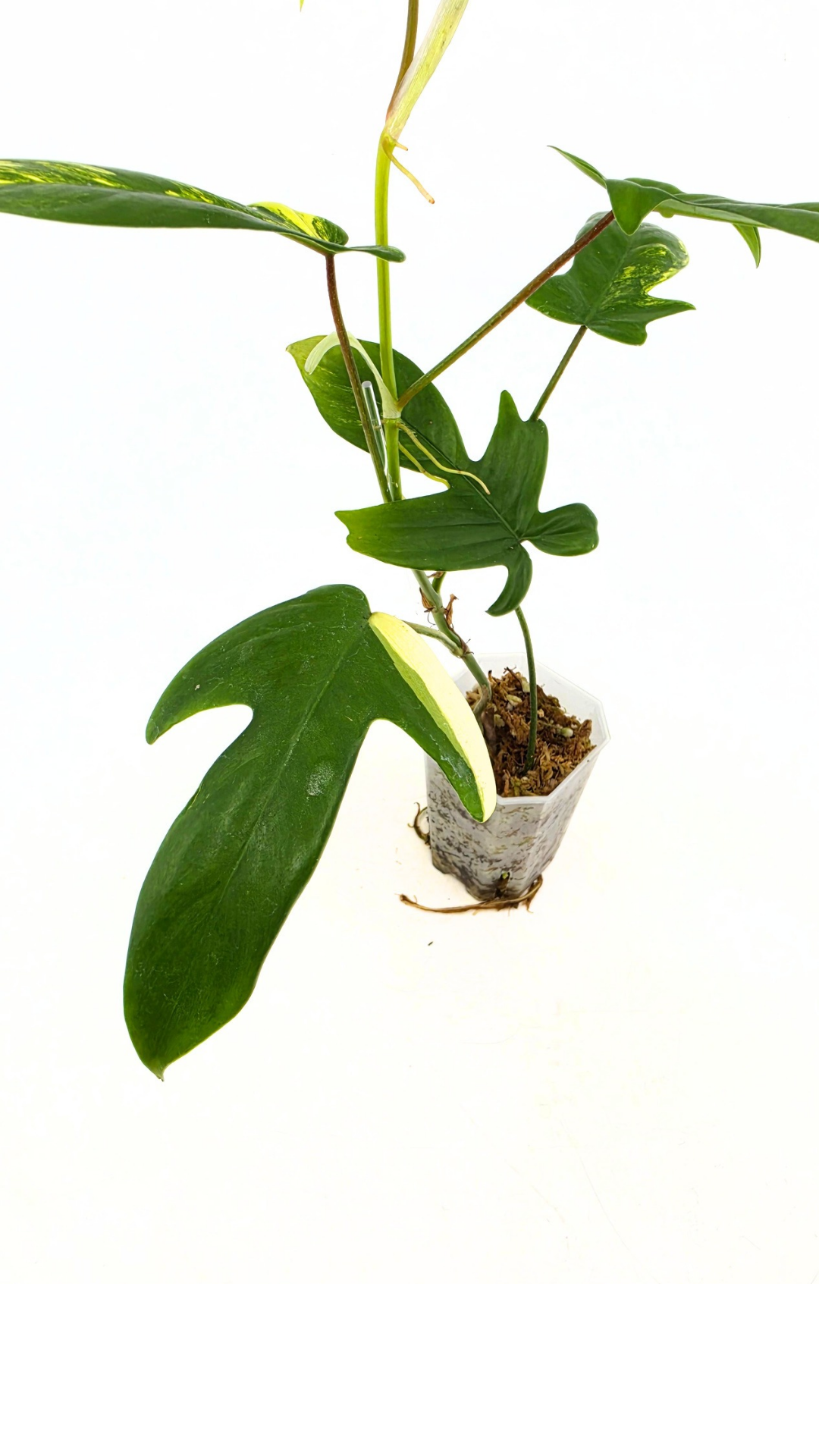 Rare indoor plant Philodendron Florida Beauty Varigated available at rare plant shop The Leaf Gallery in Perth, Western Australia