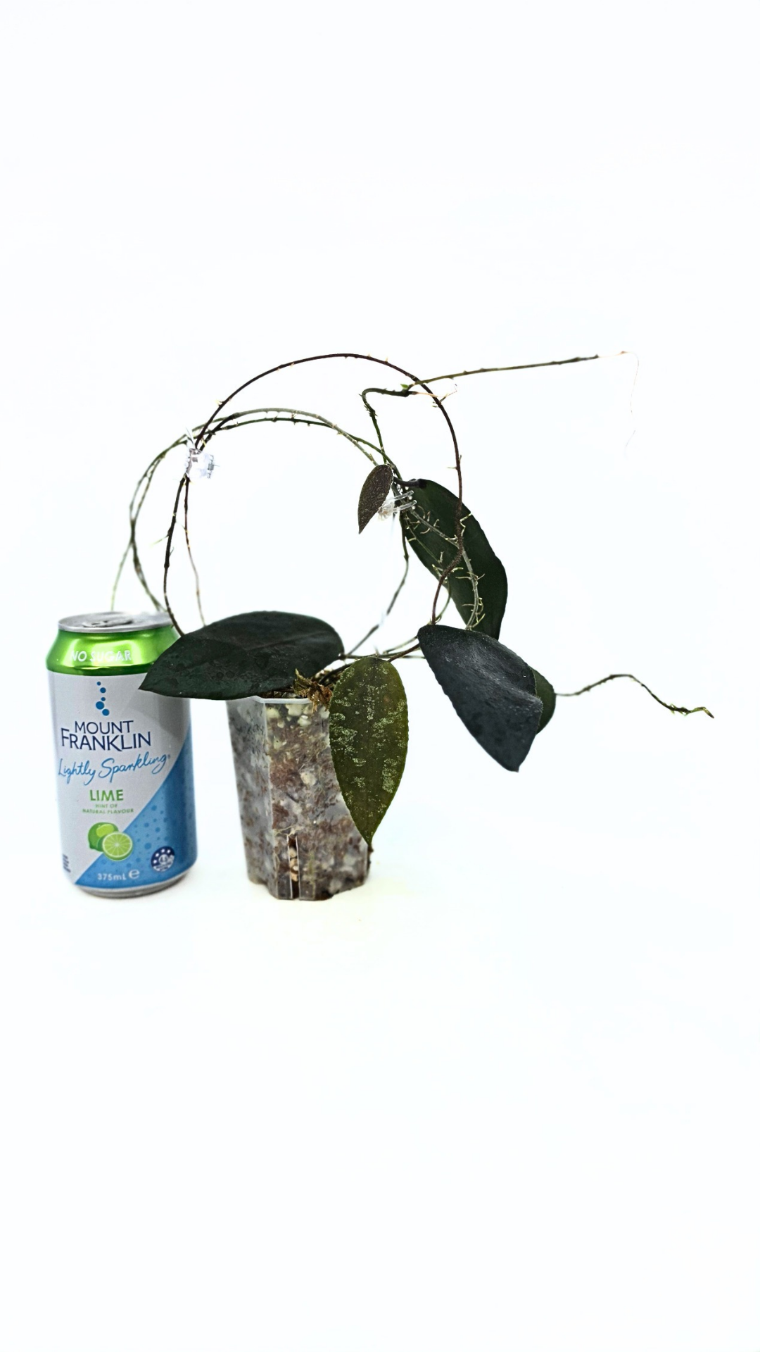 Rare Hoya Caudata Sumatra available for sale by rare indoor plant shop The Leaf Gallery in Perth, Western Australia