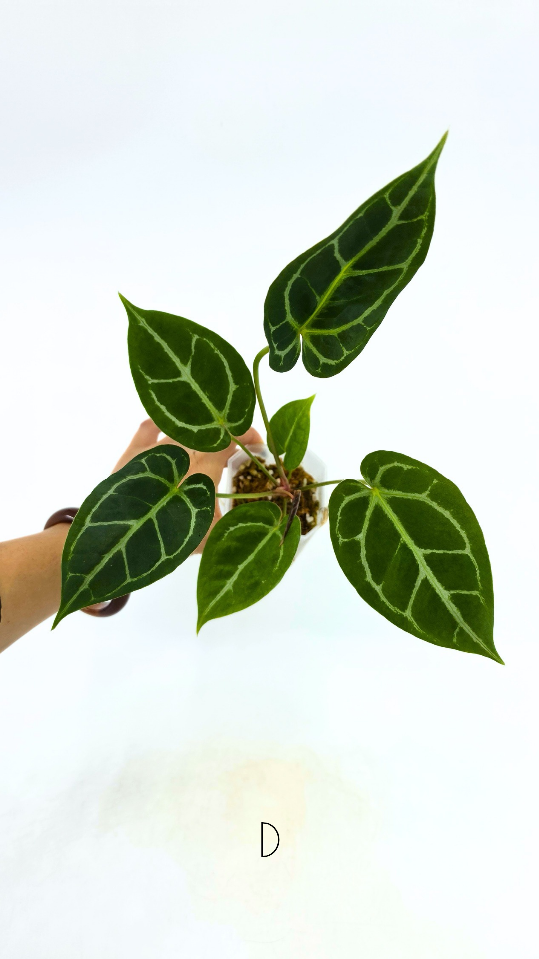 Rare anthurium hybrid Anthurium Dark Forgetii x Bessae Aff X Anthurium Michelle by The Leaf Gallery in Perth, Western Australia