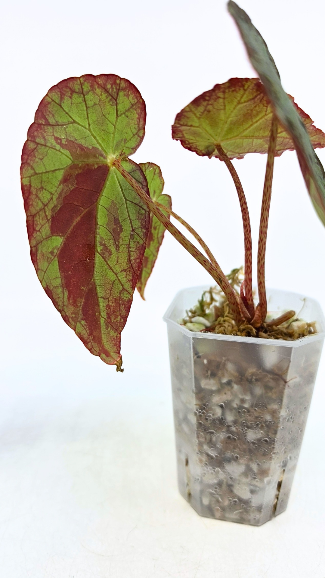 Rare Begonia Burkillii Green form available for sale at rare plant shop The Leaf Gallery in Perth, Western Australia