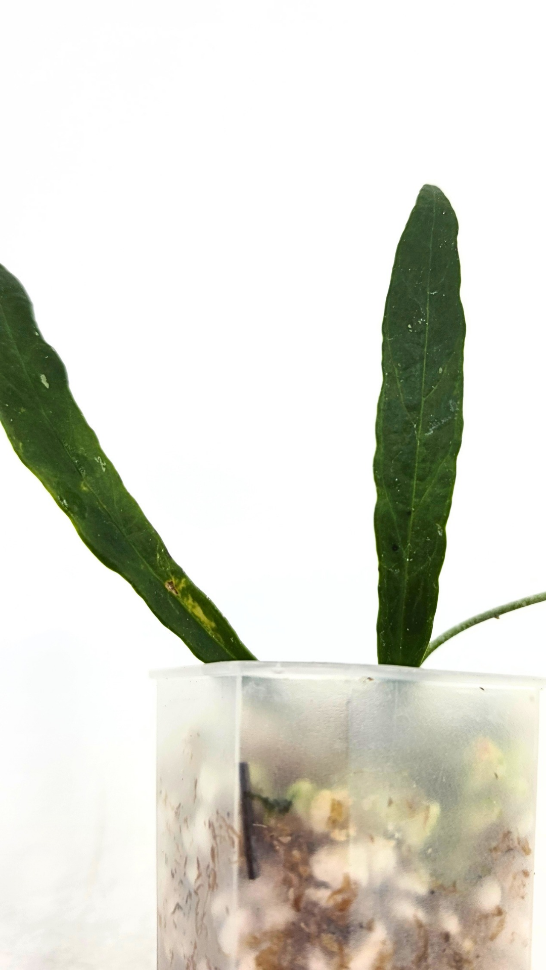 Rare waxplant Hoya Sulawesiana available for sale at rare indoor plant shop The Leaf Gallery in Perth, Western Australia