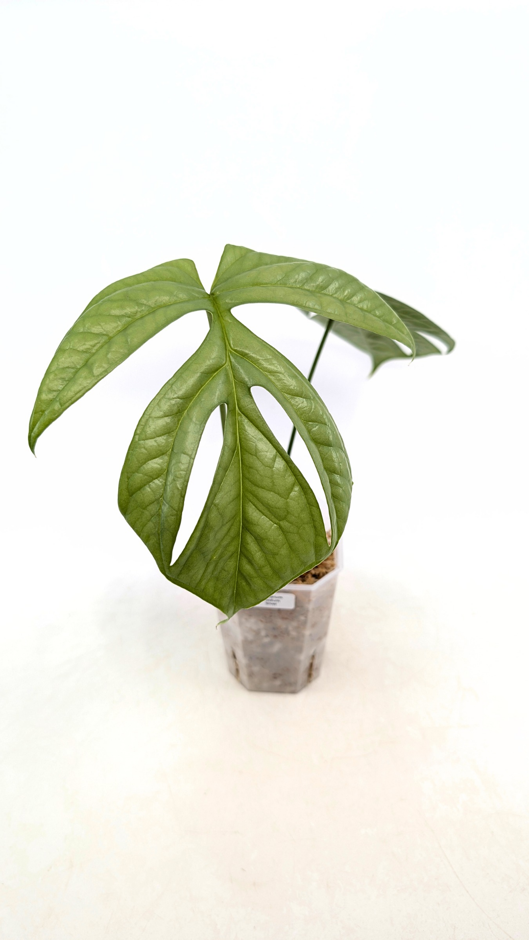 Rare indoor plant Amydrium Medium Silver available for sale at rare house plant shop The Leaf Gallery in Perth, Western Australia