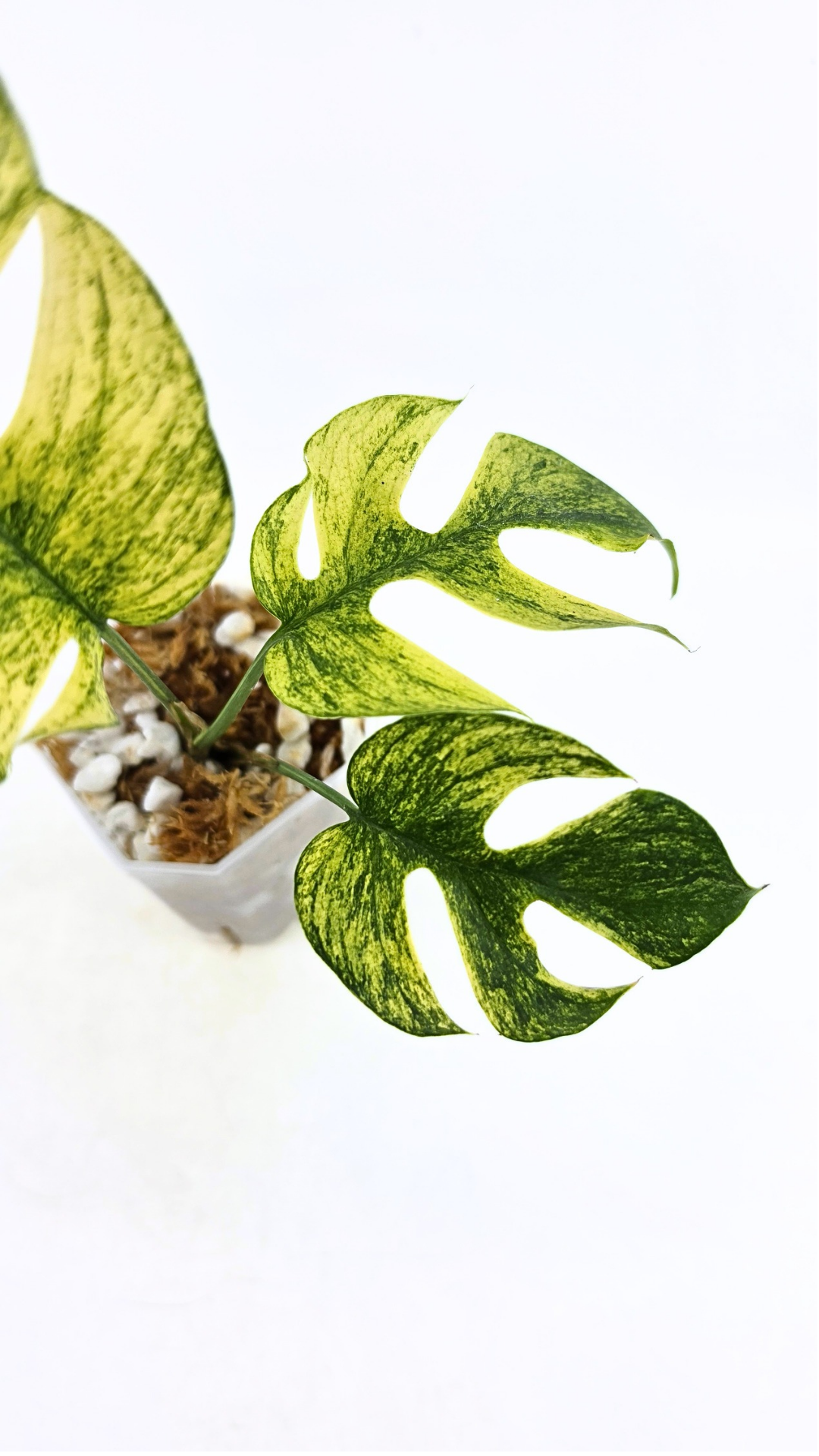 Rare indoor plant Raphidophora Tetrasperma Mint Varigated for sale by rare plant shop The Leaf Gallery in Perth, Western Australia