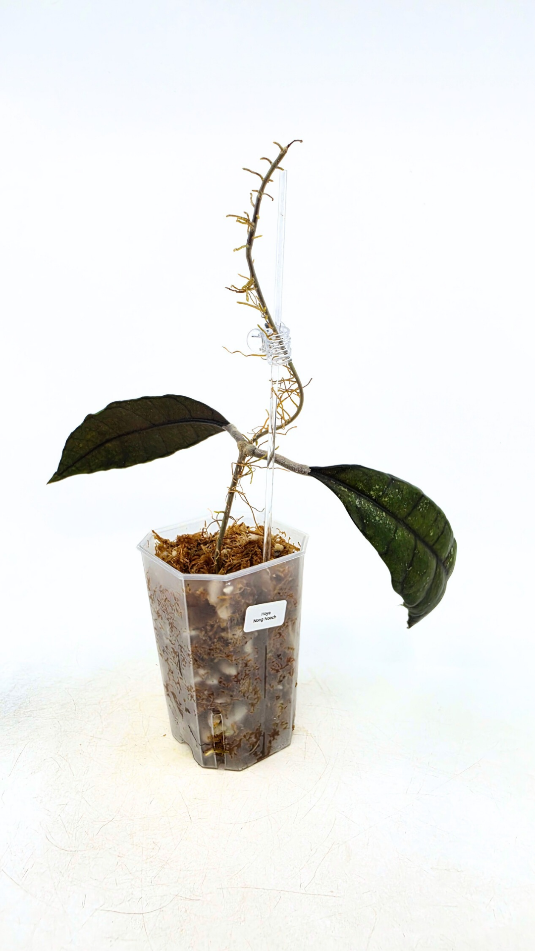 Rare Wax Plant Hoya Nong Nooch IML 1541. Indoor plant grown and propagated by rare house plant shop The Leaf Gallery in Perth, Western Australia