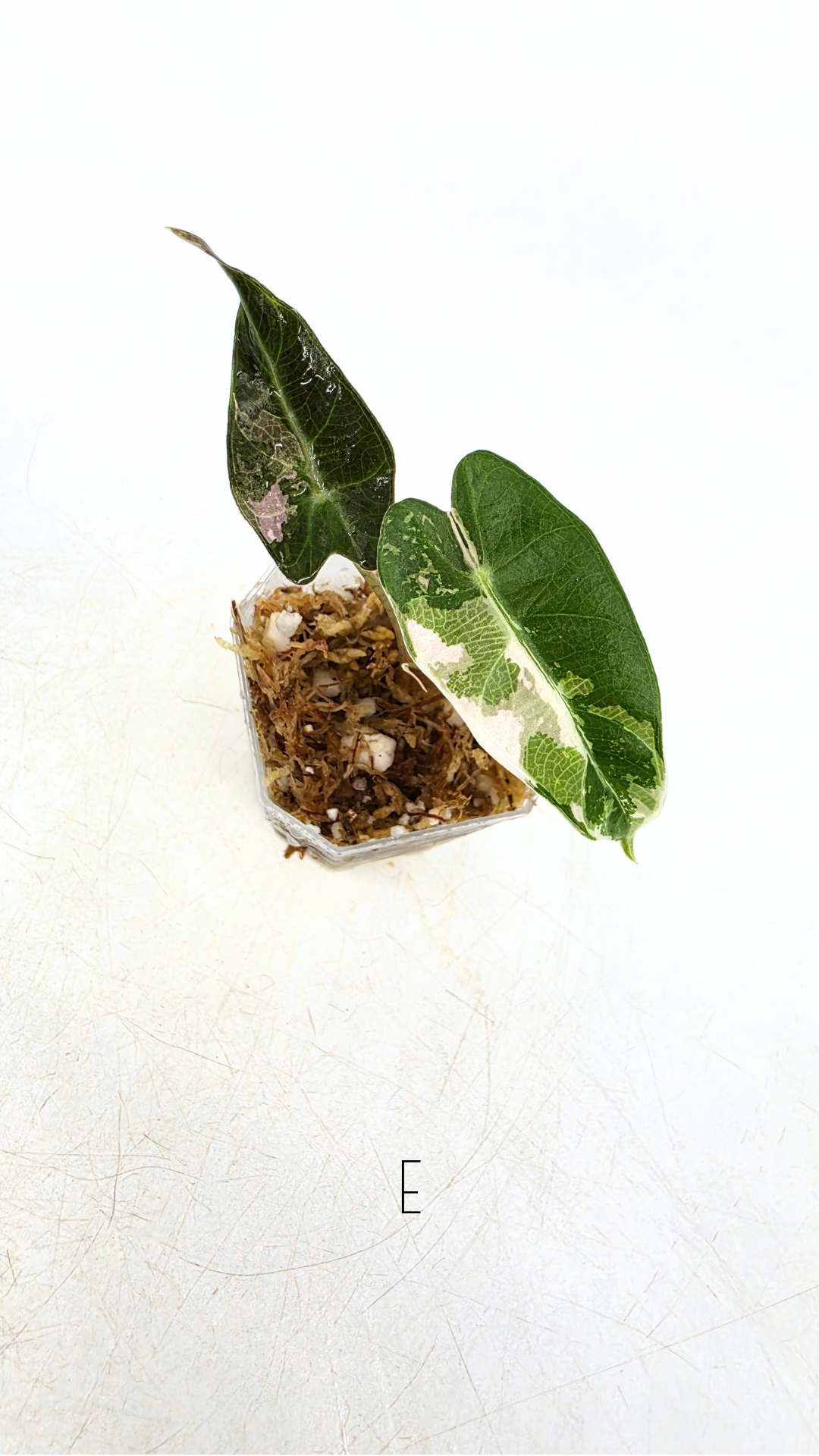 Rare indoor plant Alocasia Amazonica Bambino Pink TC plantlets available for sale at rare houseplant shop The Leaf Gallery in Perth, Western Australia