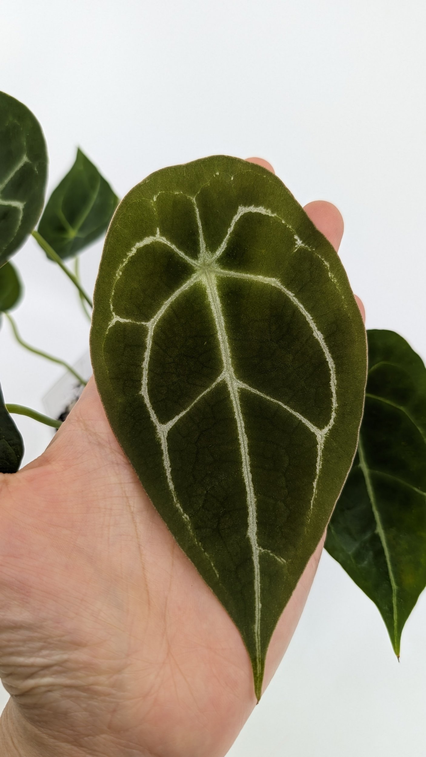 Rare anthurium Dark Forgetii available for sale at rare indoor plant shop The Leaf Gallery in Perth, Western Australia
