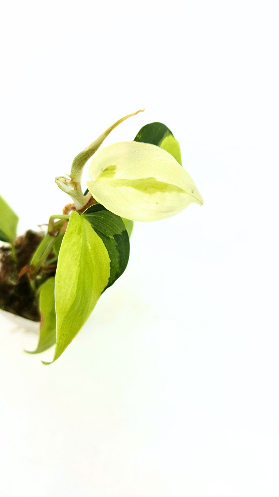 Rare indoor plant Philodendron Cream Splash available at rare plant shop The Leaf Gallery in Perth, Western Australia