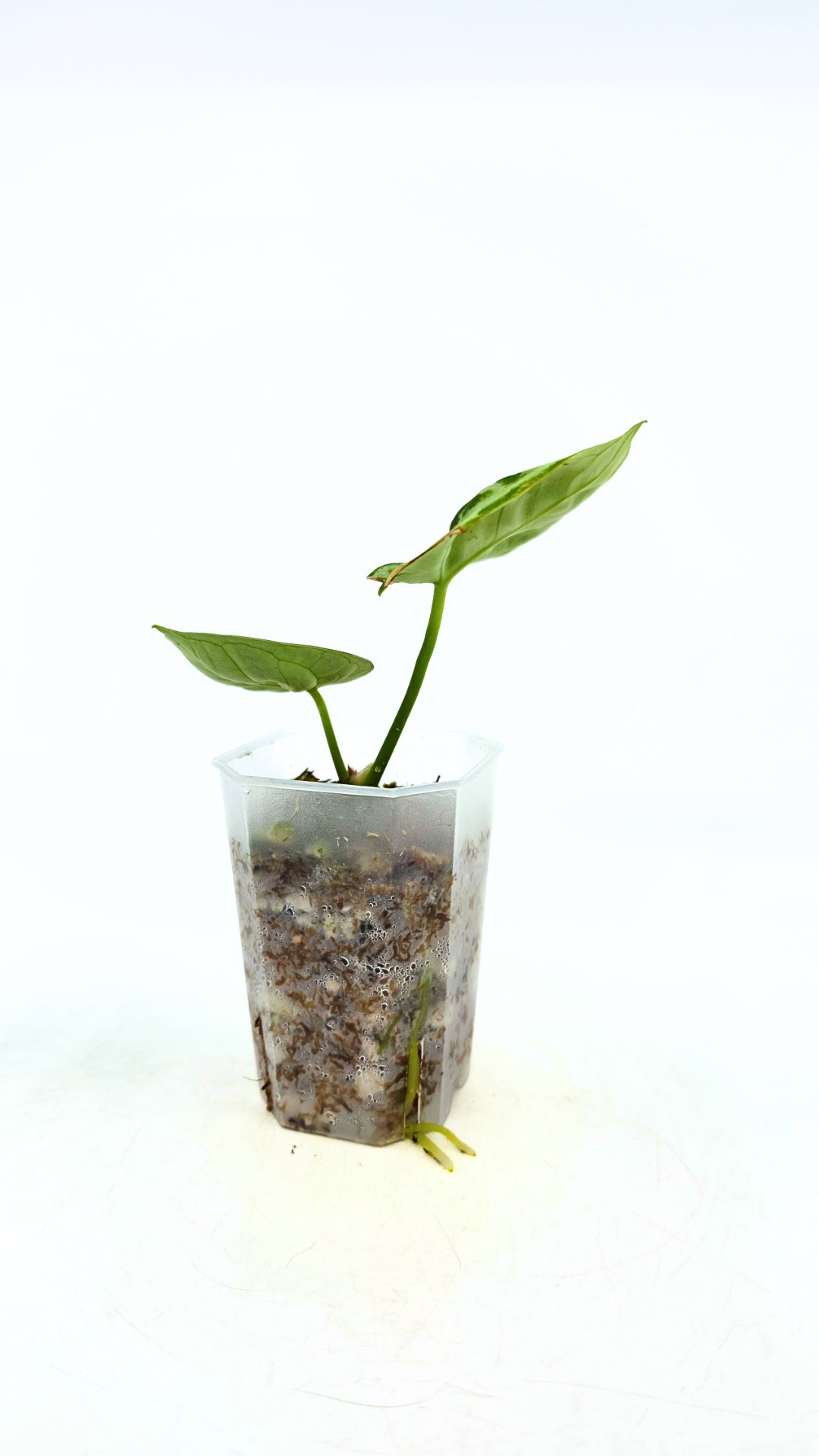 Rare Anthurium Dorayaki Silver available for sale at rare plant shop The Leaf Gallery in Perth, Western Australia