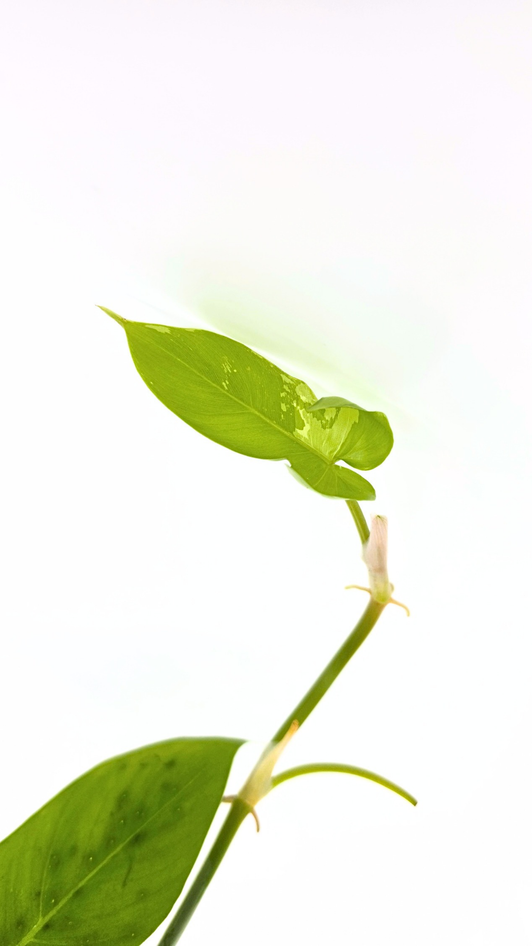 Super Rare indoor plant Philodendron Golden Dragon variegated available for sale at rare house plant shop The Leaf Gallery in Perth, Western Australia