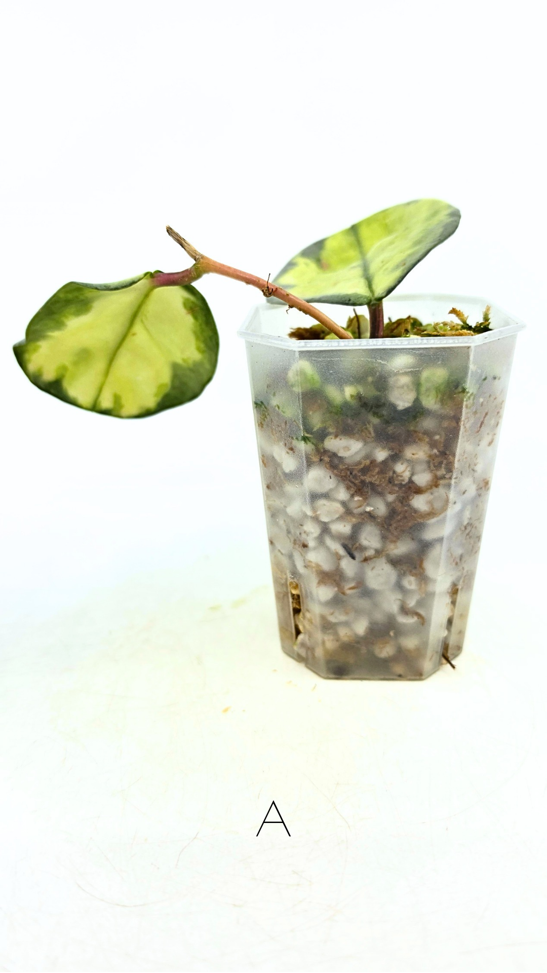 Ultra rare waxplant Hoya Argentea Princess available at rare hoya shop the Leaf Gallery in Perth, Western Australia. Rare hoya Argentea Princess is a varigated form of Hoya Nova Ghost.