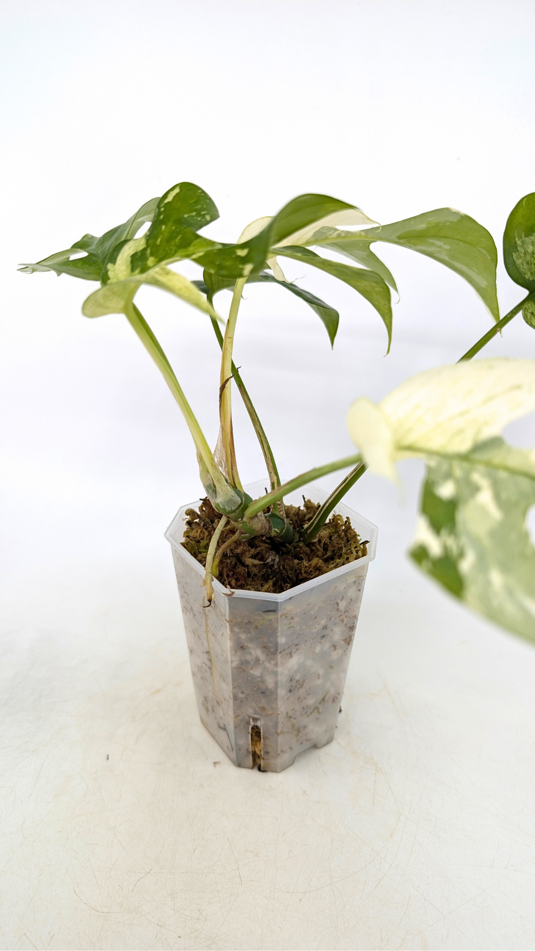 Rare indoor plant Raphidophora Tetrasperma Albo for sale at rare plant shop The Leaf Gallery in Perth, Western Australia