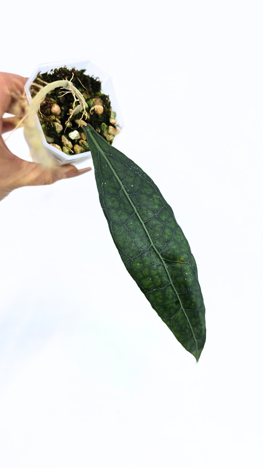 Rare Wax Plant Hoya Clemensiorum available for sale at rare house plant shop The Leaf Gallery in Perth, Western Australia