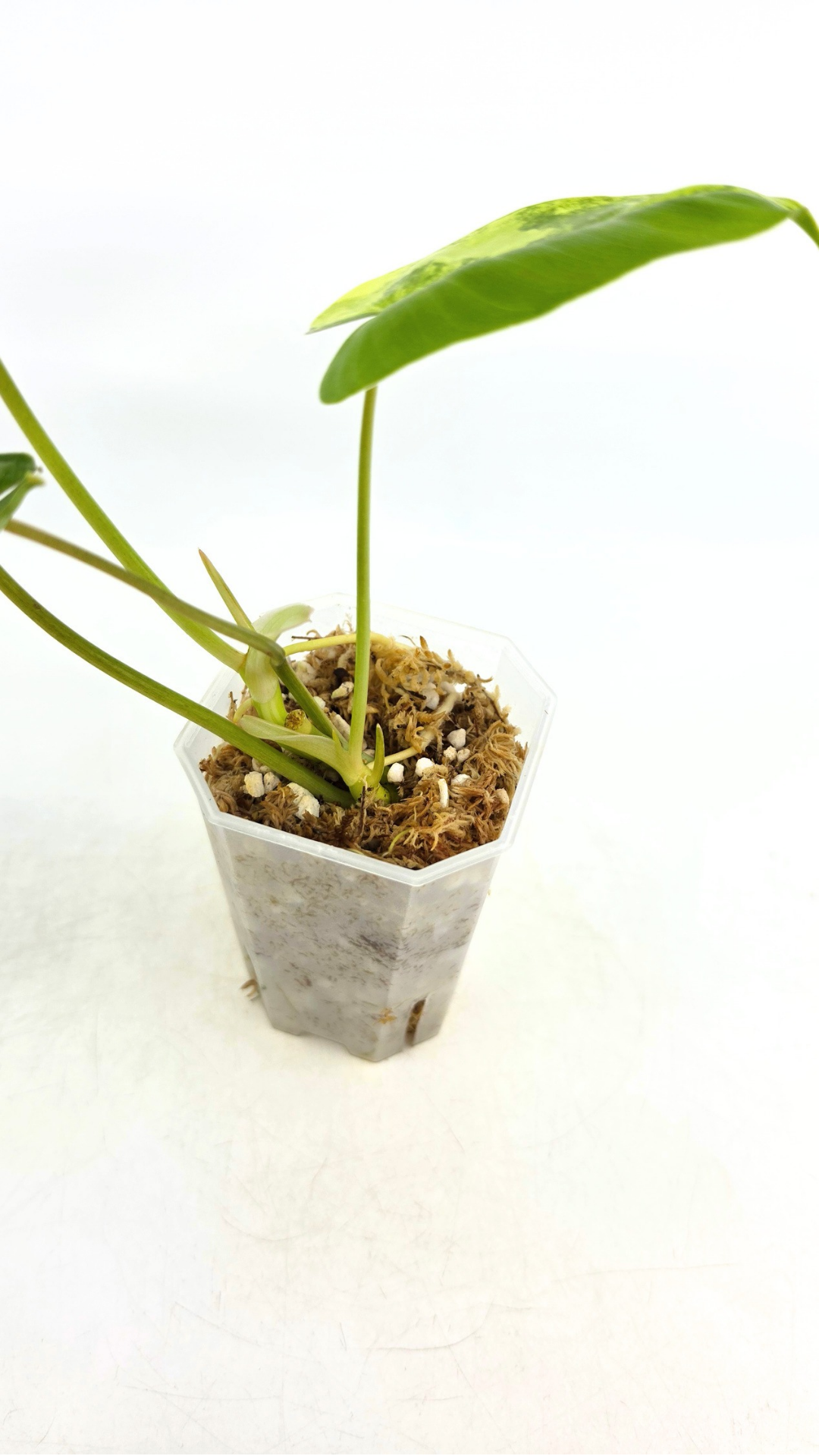 Uncommon indoor plant Philodendron Burle Marx Varigated available for sale at rare indoor plant shop The Leaf Gallery in Perth, Western Australia