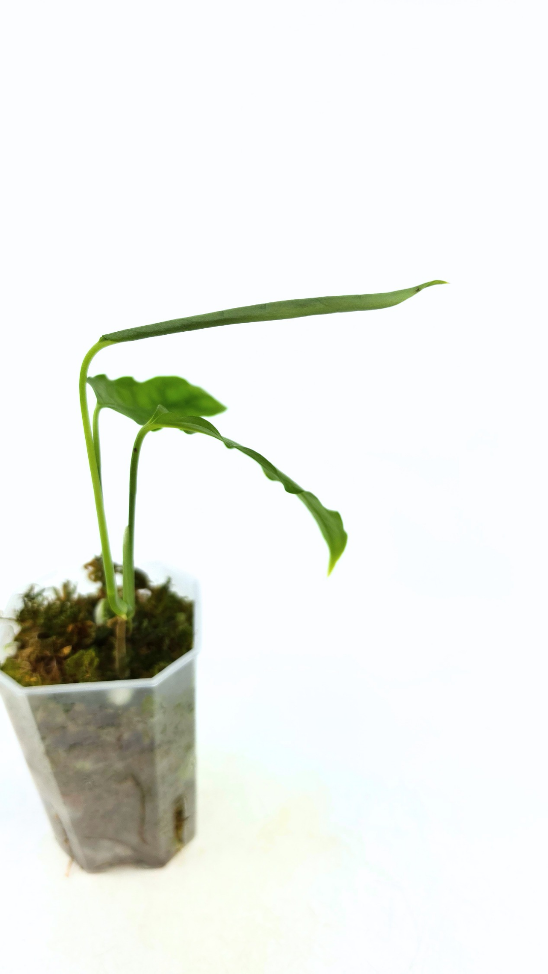 Rare indoor plant Monstera Obliqua Amazonas available at rare plant shop The Leaf Gallery in Perth, Western Australia