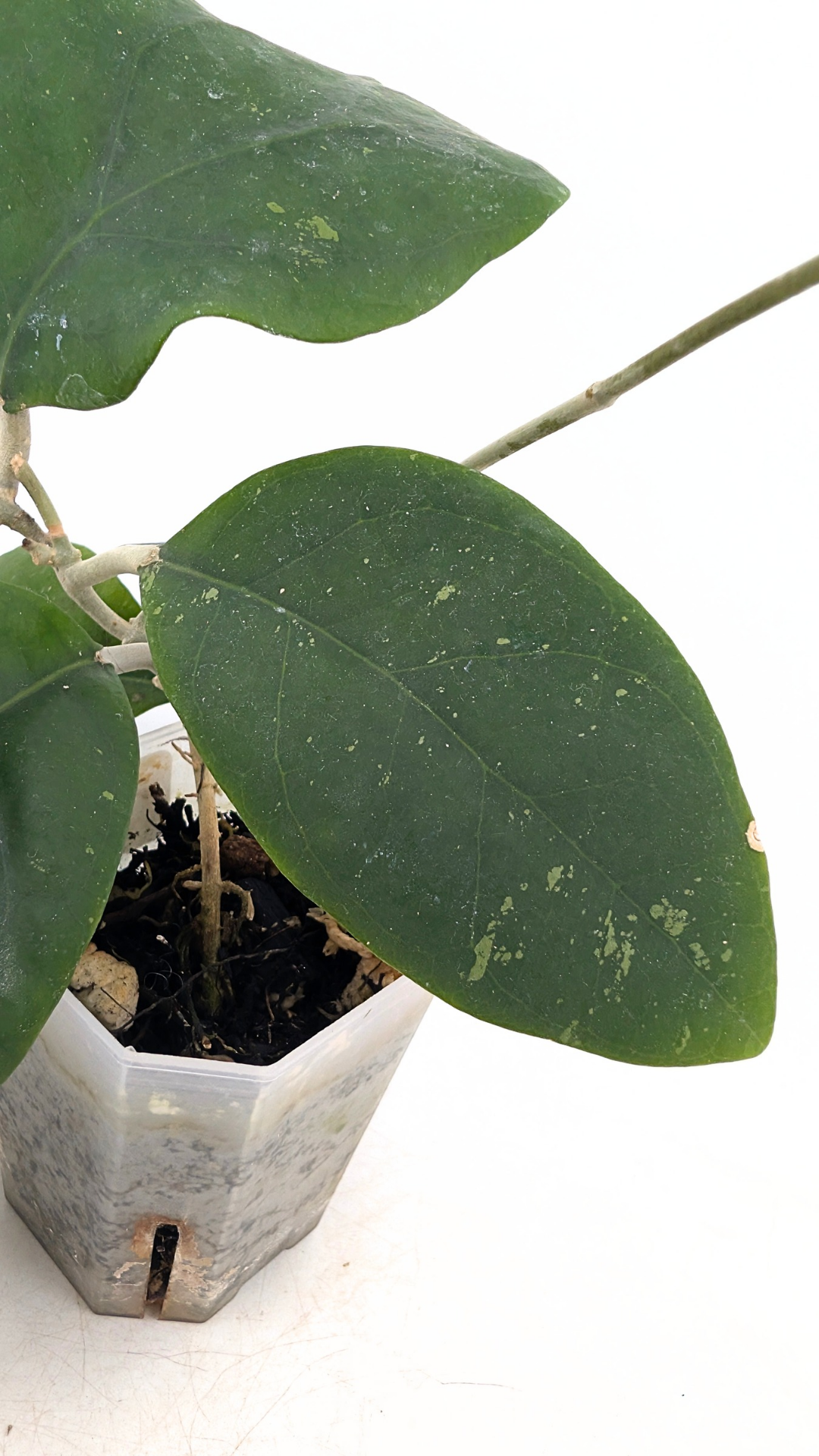 Rare waxplant Hoya Rintzii Borneo available for sale at rare indoor plant shop The Leaf Gallery in Perth, Western Australia