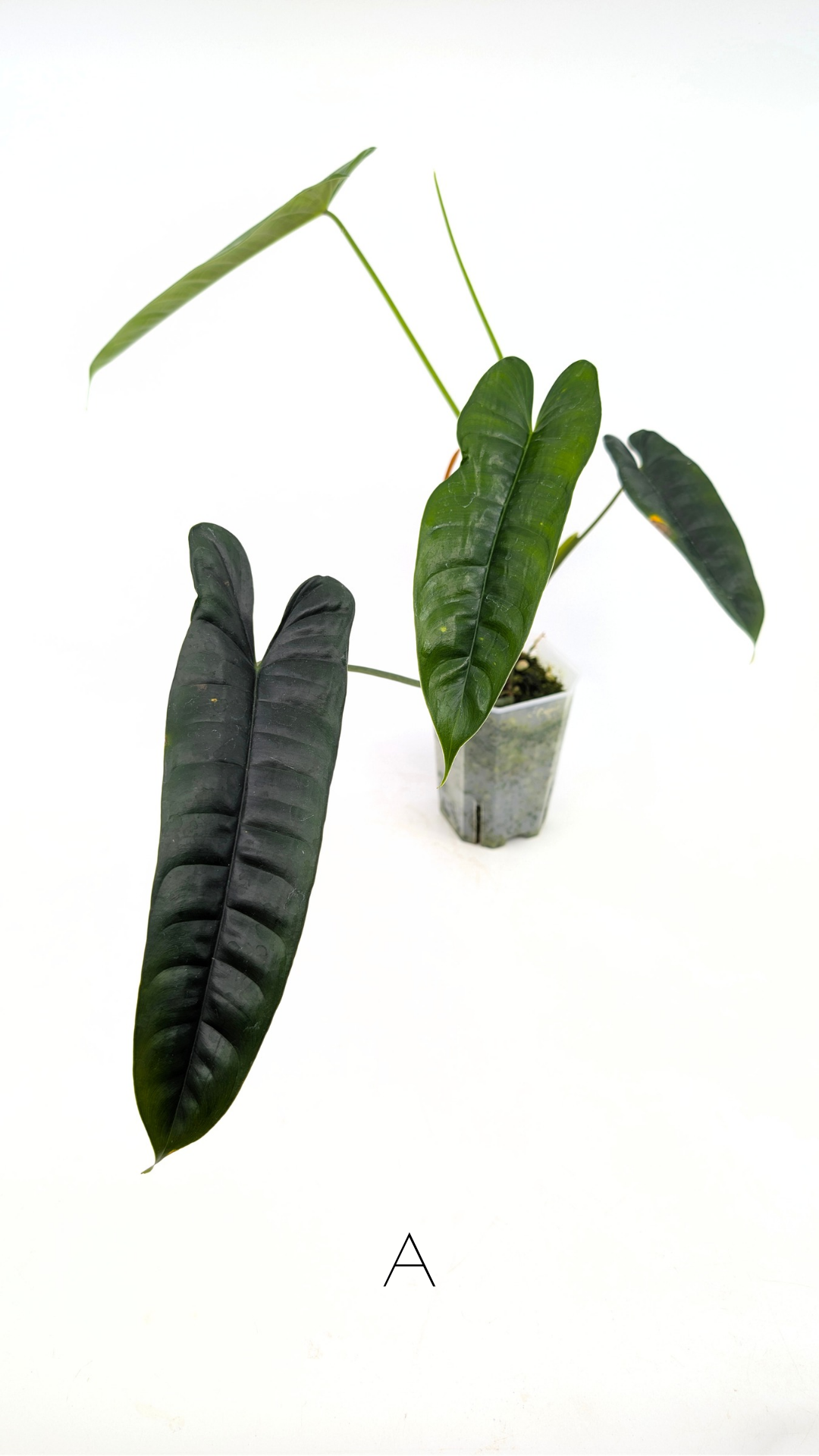 Rare indoor plant Philodendron Felix available for sale at rare house plant shop The Leaf Gallery in Perth, Western Australia
