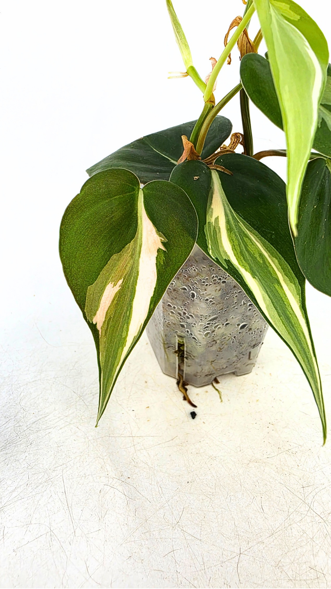 Rare indoor plant Philodendron Rio available at rare plant shop The Leaf Gallery in Perth, Western Australia.