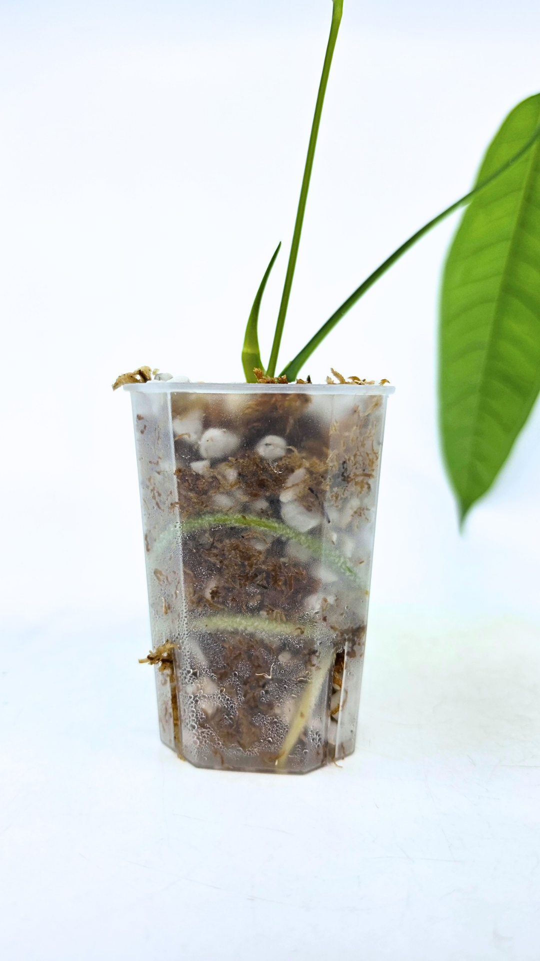 Rare indoor plant Anthurium Moonenii available for sale at rare house plant shop The Leaf Gallery in Perth, Western Australia