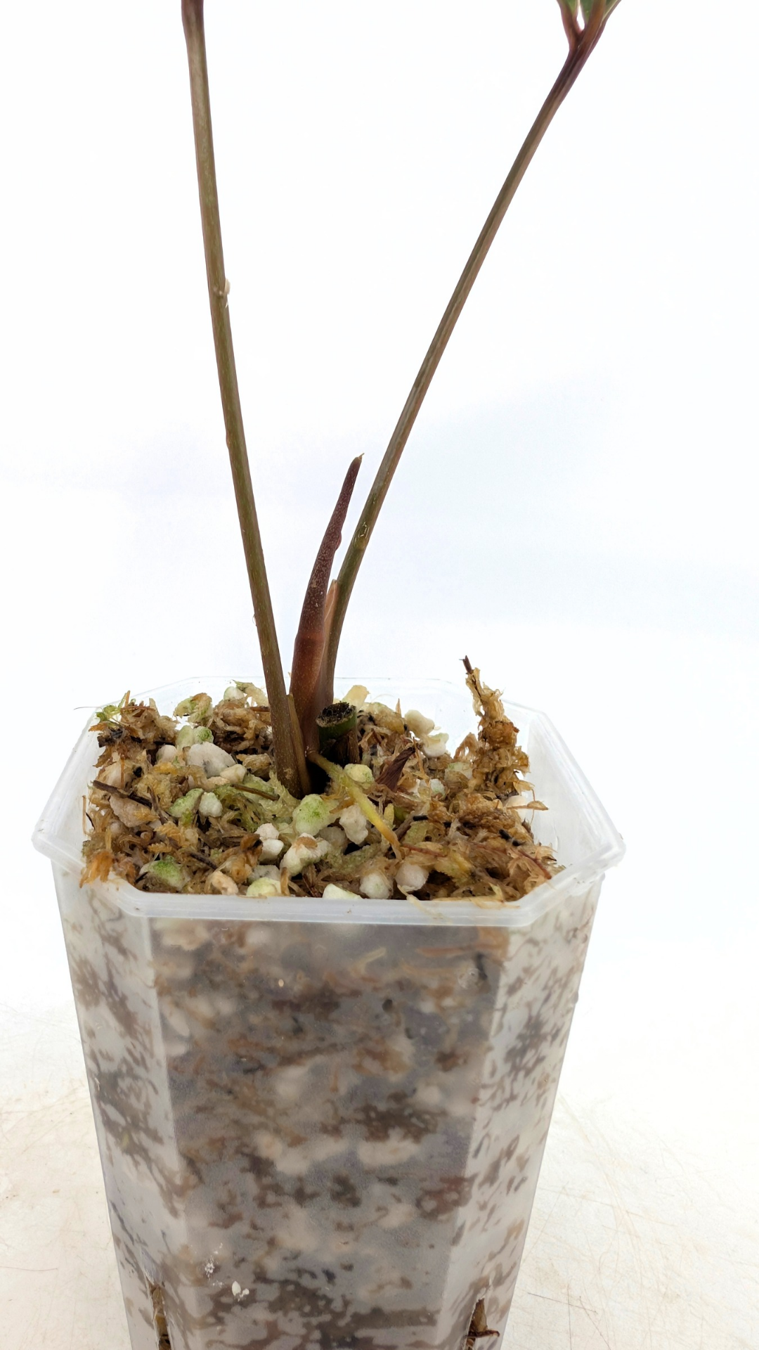 Rare indoor plant Anthurium Arisaemoides available at rare house plant shop The Leaf Gallery in Perth, Western Australia