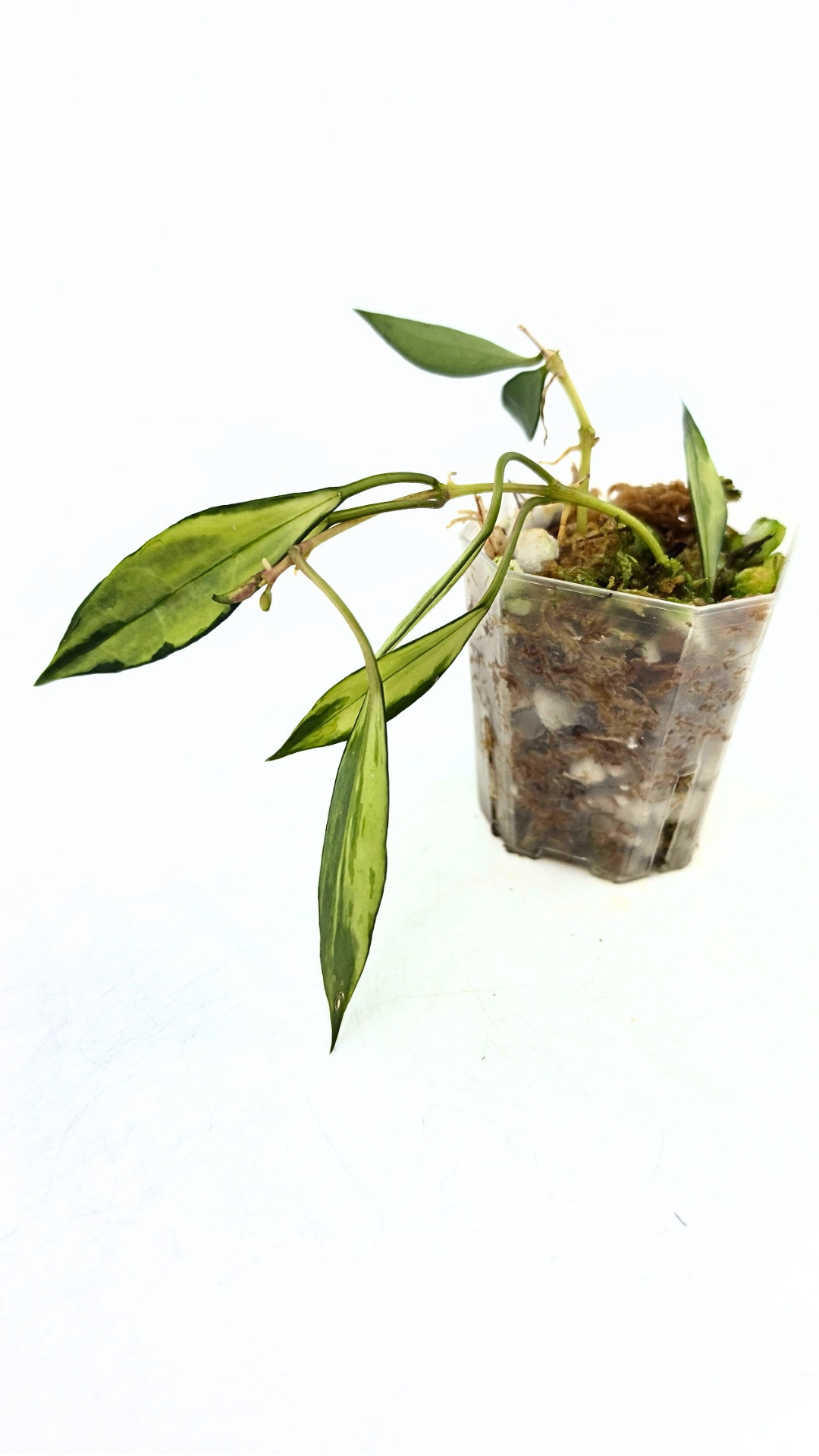 Rare waxplant Hoya Lacunosa Varigated available for sale at rare indoor plant shop The Leaf Gallery in Perth, Western Australia