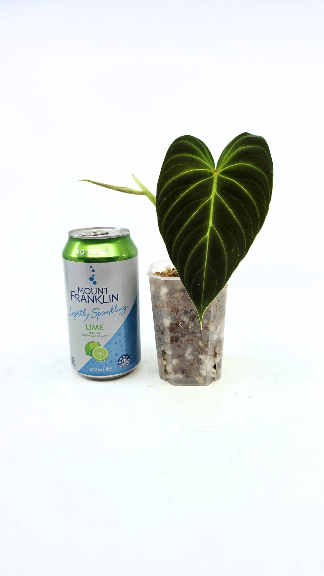 Uncommon indoor plant Philodendron Splendid available for sale at rare house plant shop The Leaf Gallery in Perth, Western Australia