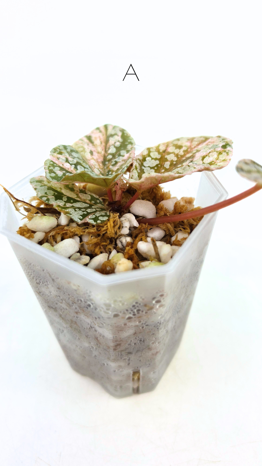 Rare Begonia Snow Capped Pink Variegated available for sale at rare plant shop The Leaf Gallery in Perth, Western Australia
