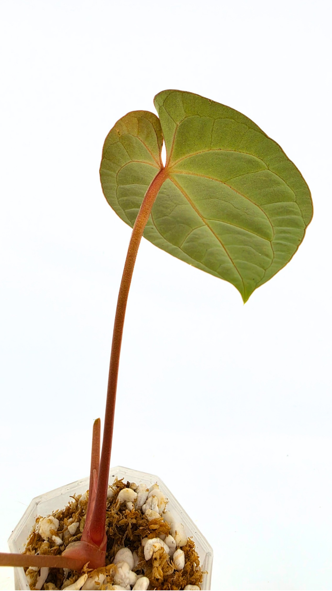 Rare Anthurium hybrid Silver Blush X Luxurians available for sale at rare indoor plant shop The Leaf Gallery in Perth, Western Australia