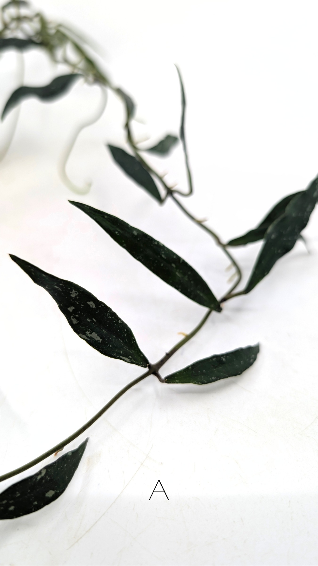 Rare waxplant Hoya Mirabillis Splash available for sale at rare indoor plant shop The Leaf Gallery in Perth, Western Australia