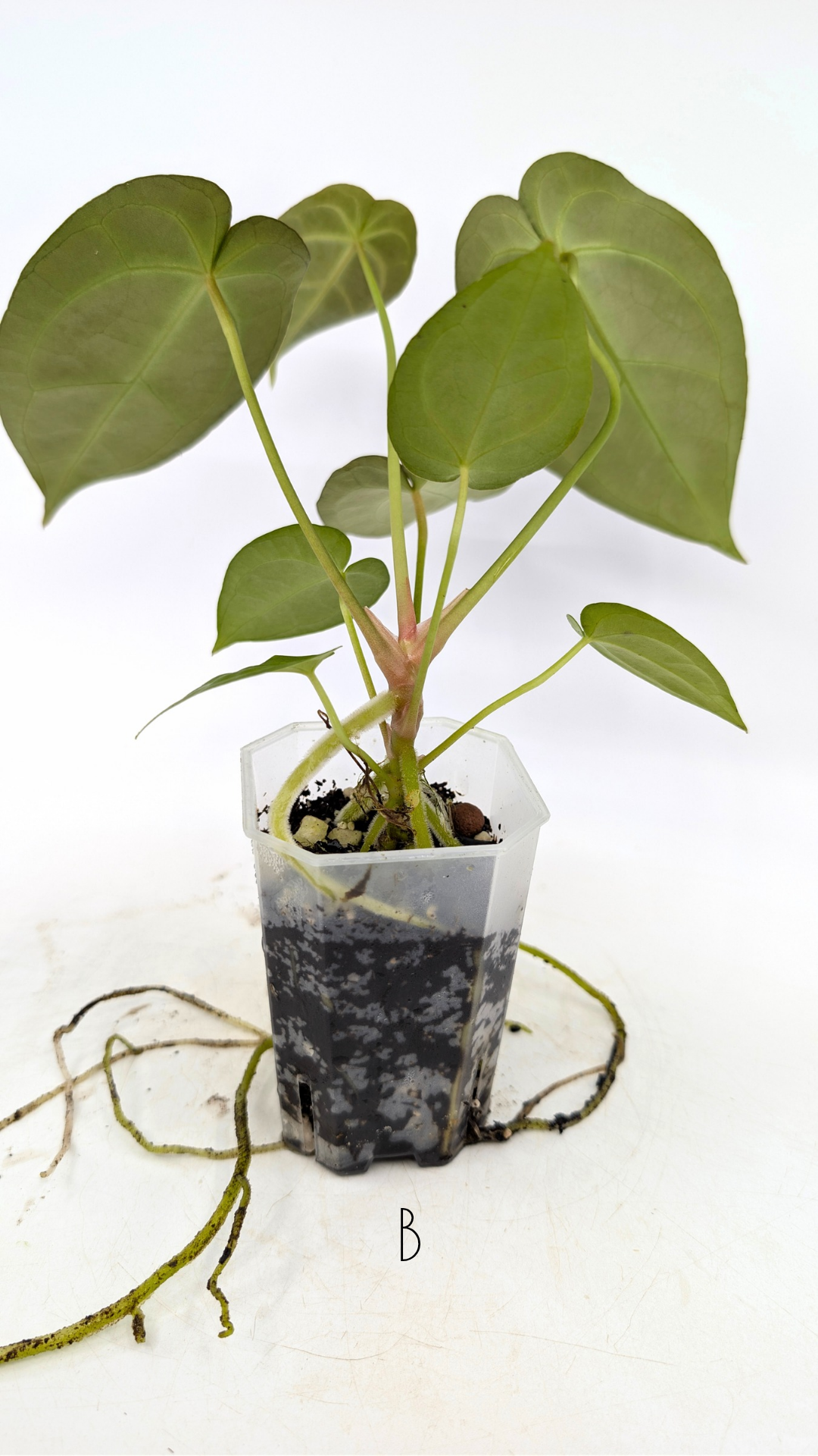 Rare anthurium hybrid Dark Forgetii X Bessae Aff available for sale at rare houseplant shop The Leaf Gallery in Perth, Western Australia