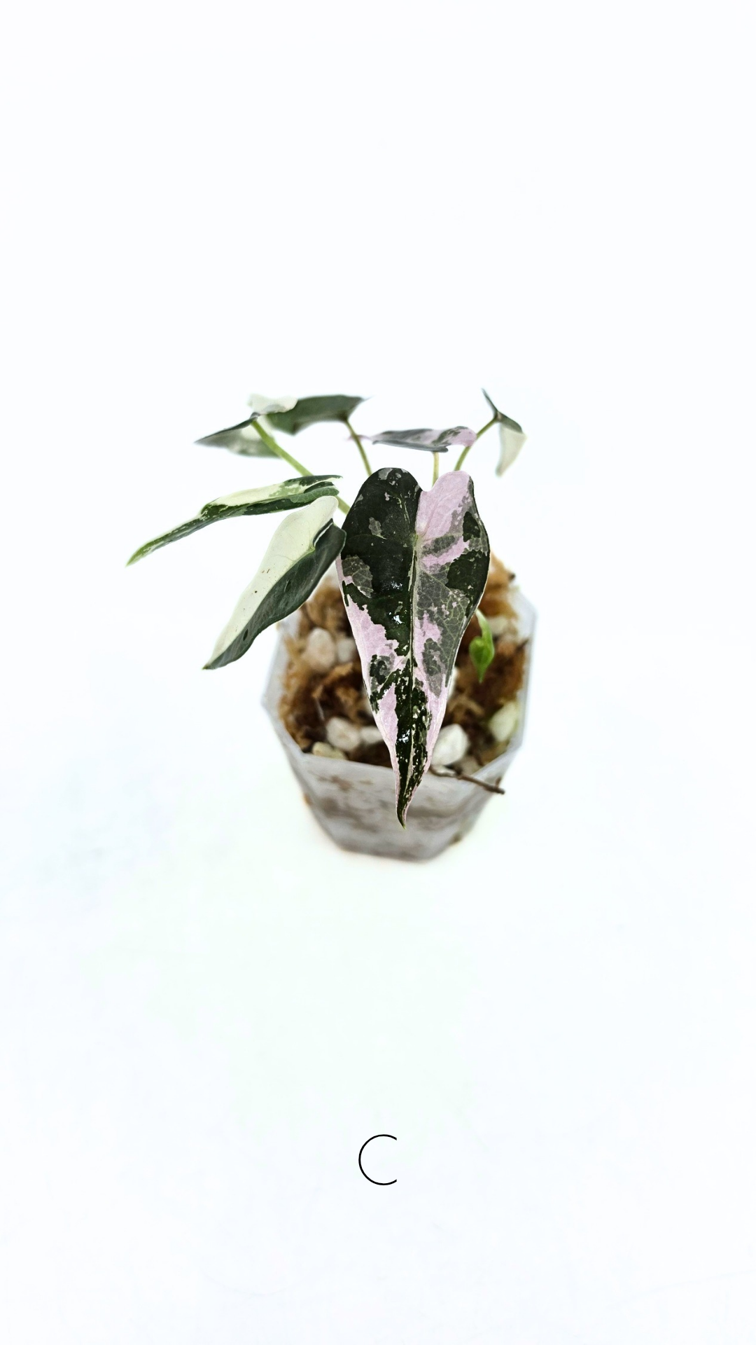Rare indoor plant Alocasia Amazonica Bambino Pink TC plantlets available for sale at rare houseplant shop The Leaf Gallery in Perth, Western Australia