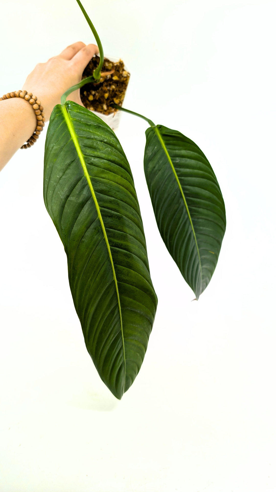 Rare Indoor Plant Philodendron Heterocraspedon for sale at rare plant shop The Leaf Gallery in Perth, Western Australia