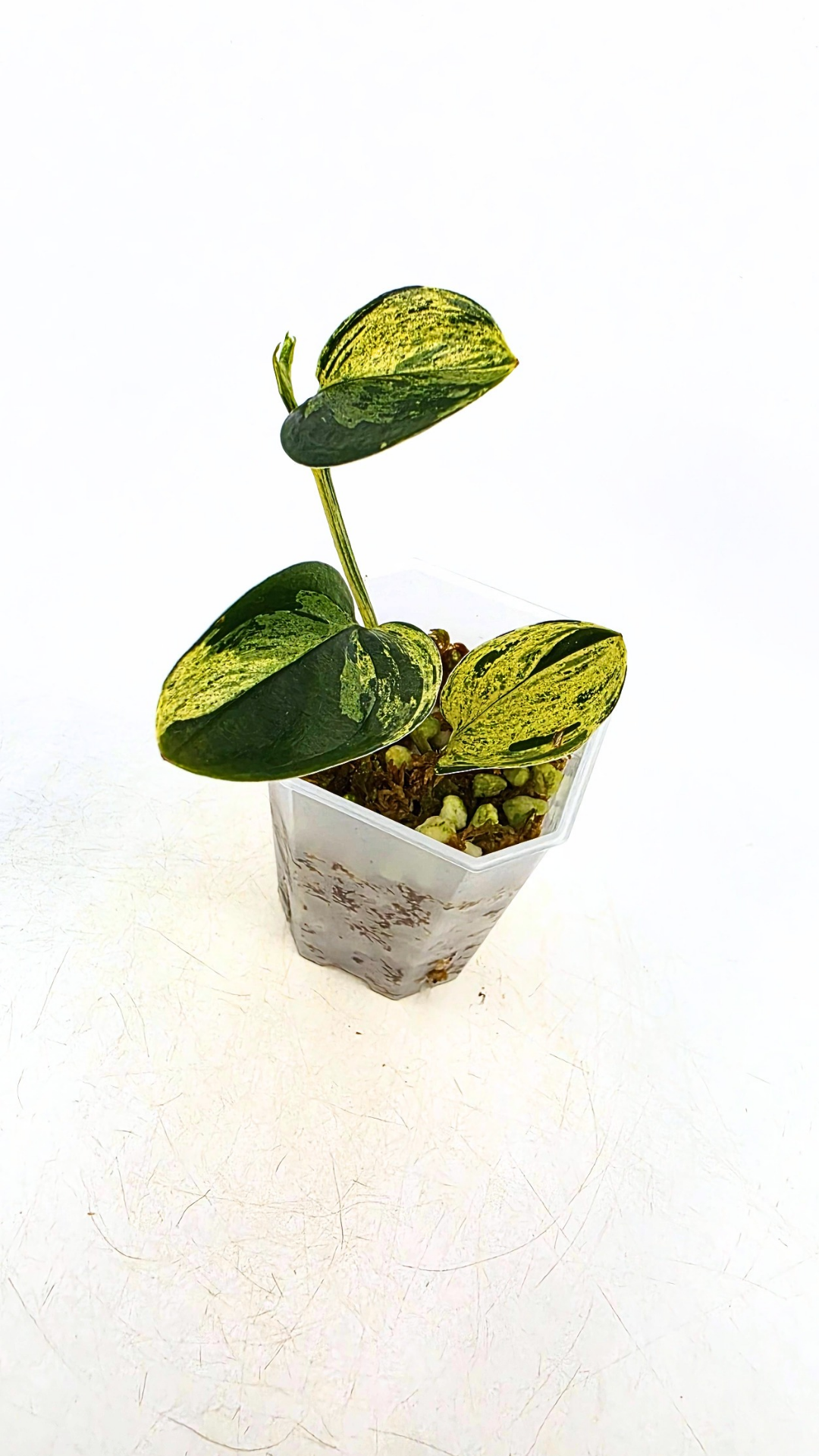 Rare indoor plant Scindapsus Treubii Dark Aurea Varigated available for sale at rare house plant shop The Leaf Gallery in Perth, Western Australia
