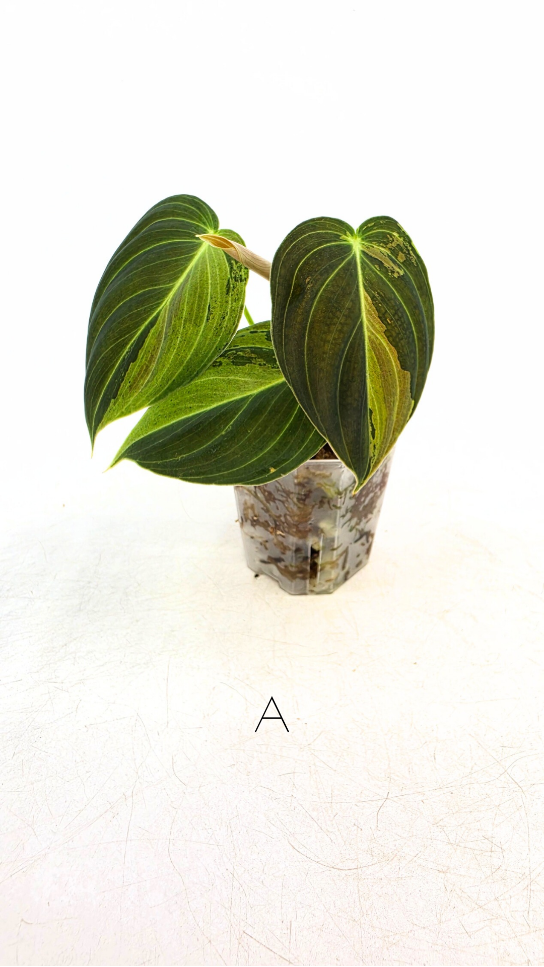 Rare plant Philodendron Melanochrysum Varigated available for sale at rare plant shop The Leaf Gallery in Perth, Western Australia