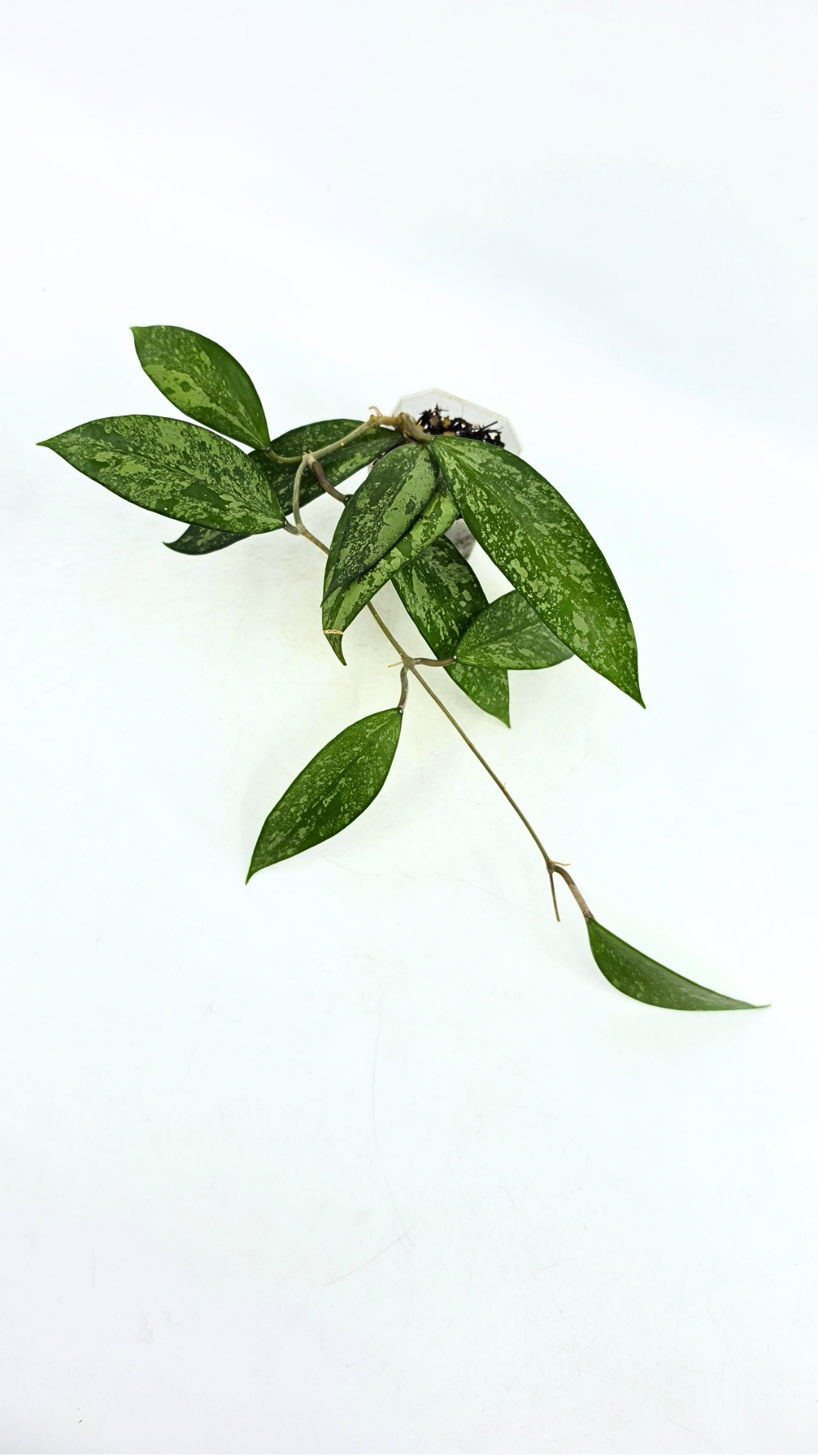 Rare waxplant Hoya Snow Cui available for sale at rare indoor plant shop The Leaf Gallery in Perth, Western Australia
