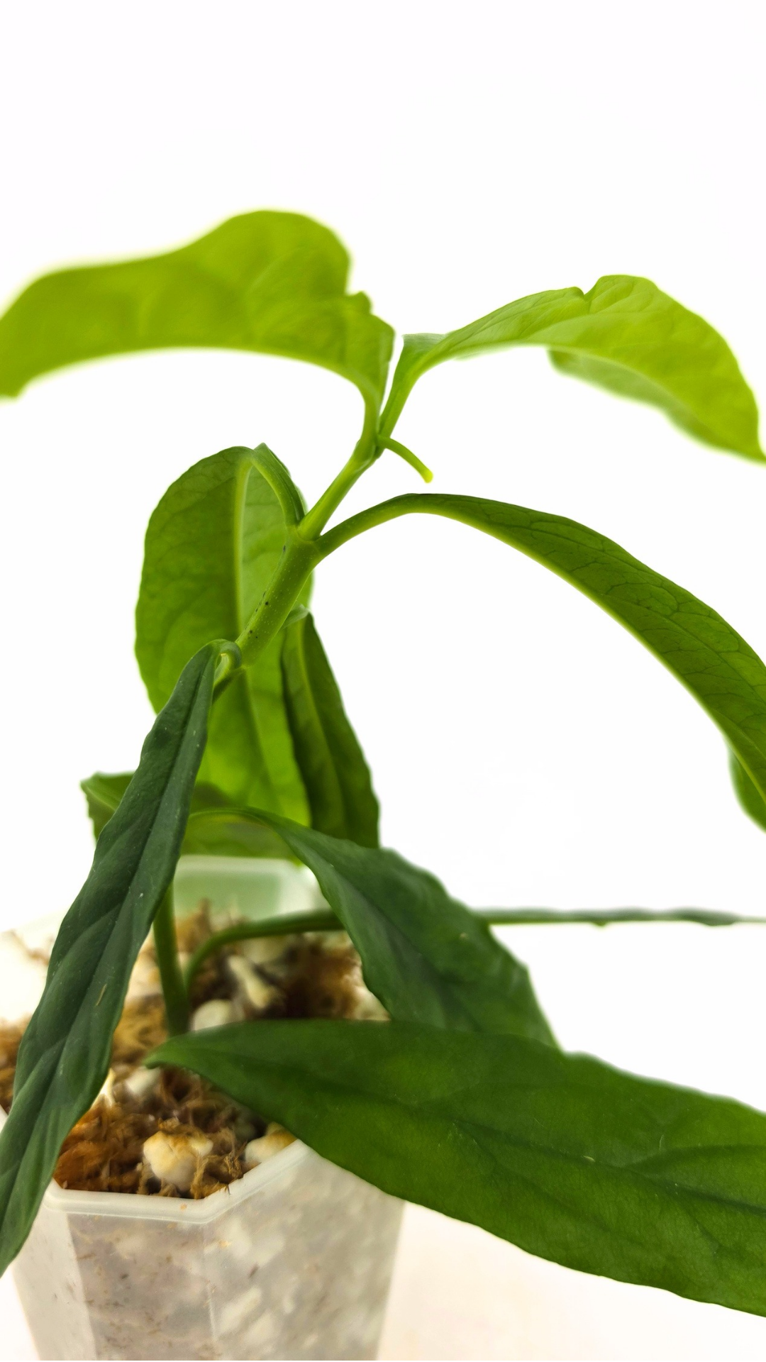 Rare waxplant Hoya Decipulae available for sale at rare indoor plant shop The Leaf Gallery in Perth, Western Australia