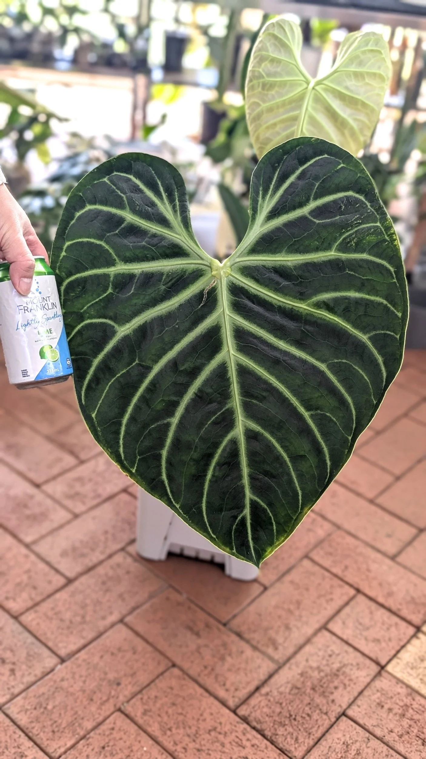 majesty palm indoor plant Buy Majesty Palms Online