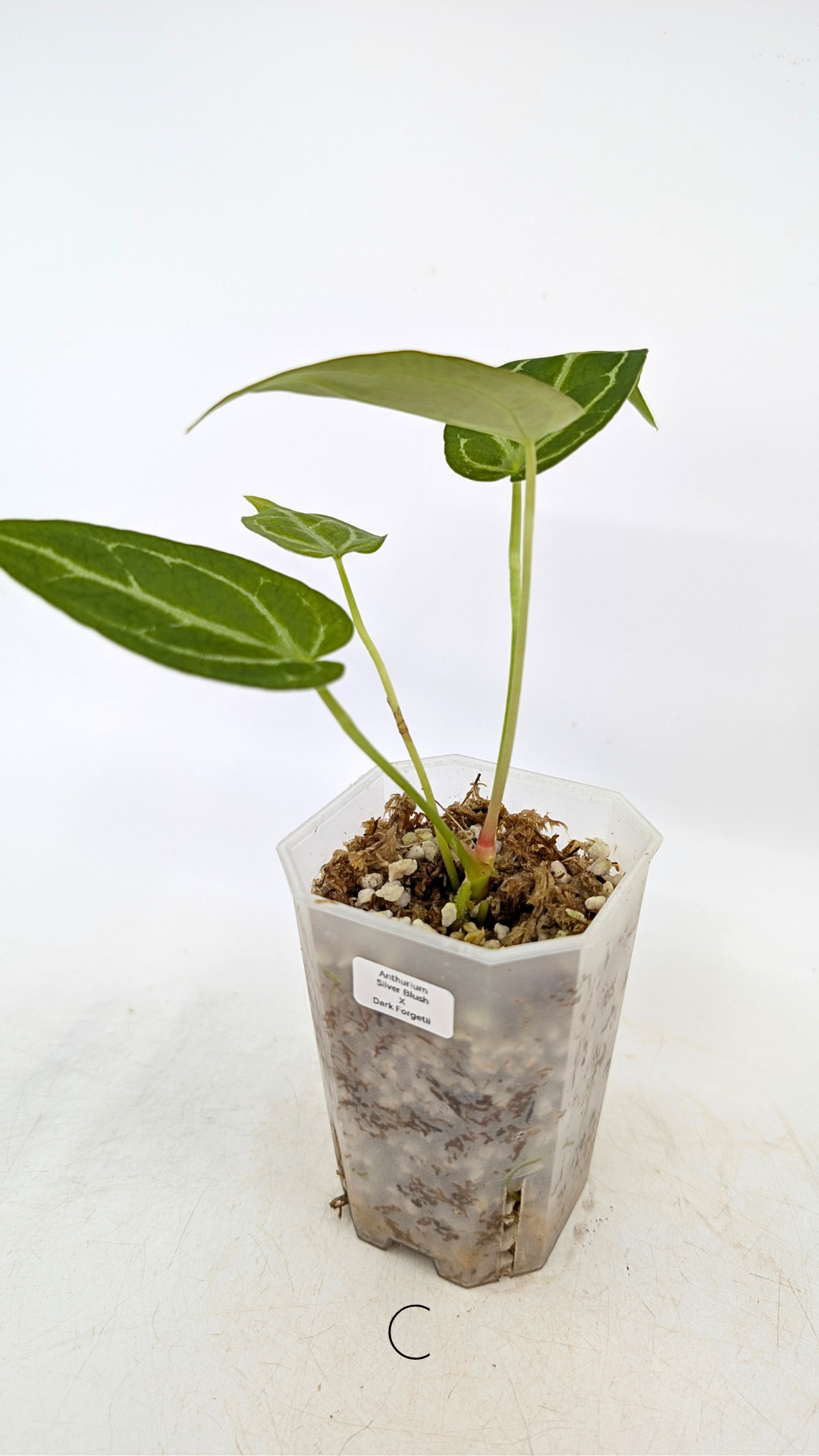 Rare anthurium hybrid Dark Forgetii cross with Anthurium Silver blush available for sale at rare plant shop The Leaf Gallery in Perth, Western Australia