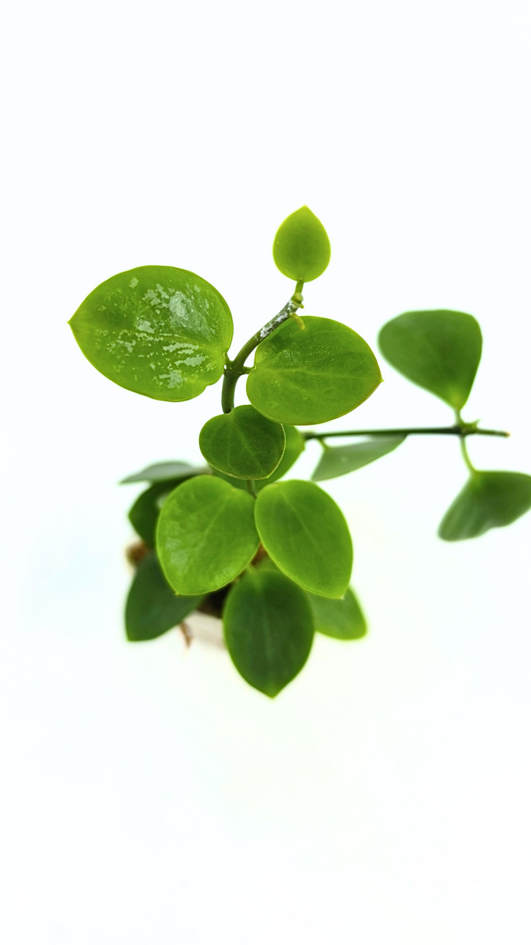 Rare waxplant Hoya Collina Biak Irian Jaya IML1187 available for sale at rare indoor plant shop The Leaf Gallery in Perth, Western Australia
